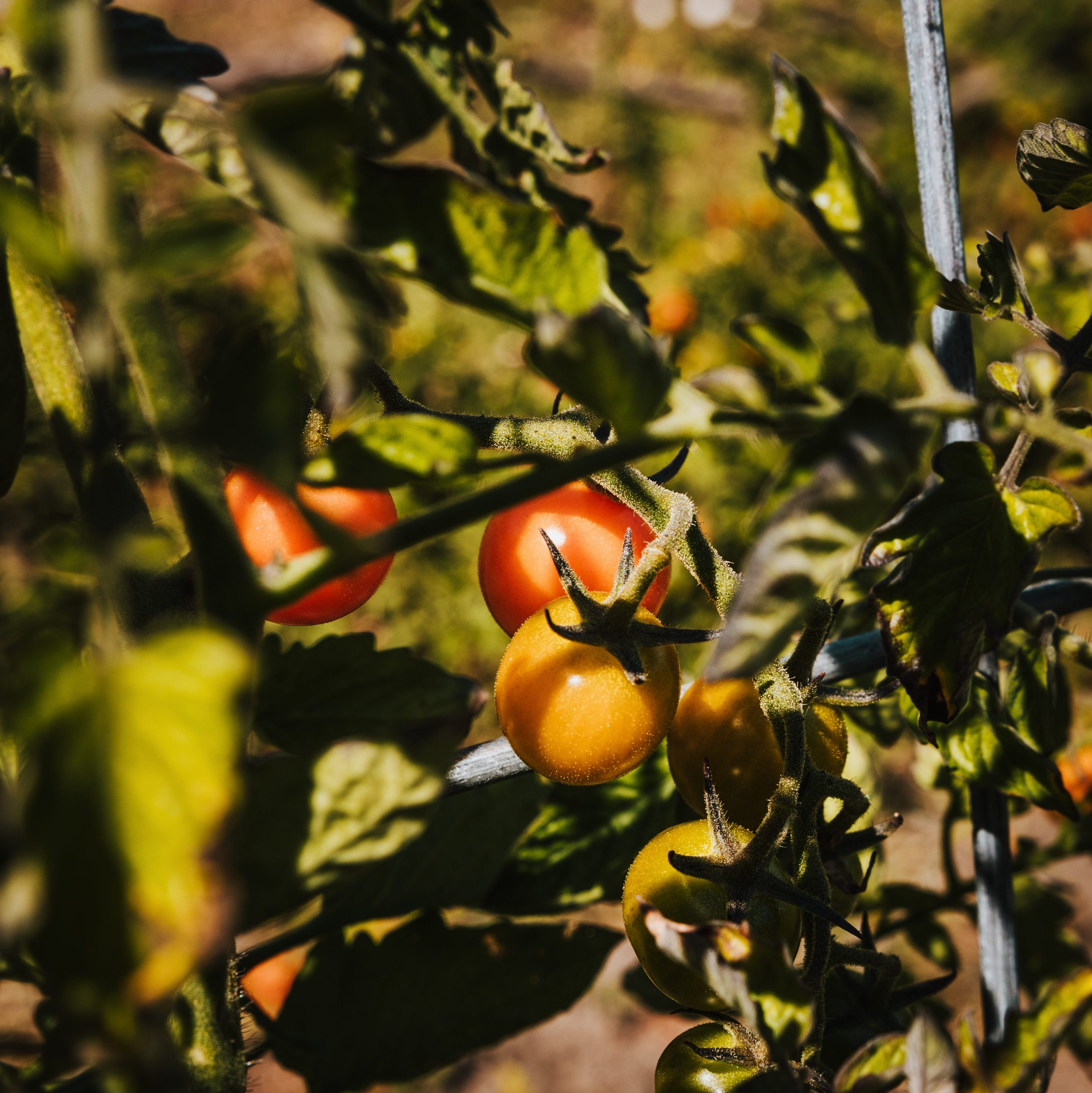 The image shows clusters of tomatoes, some red and some yellow, growing on a vine with green leaves, basking in sunlight in a garden setting.