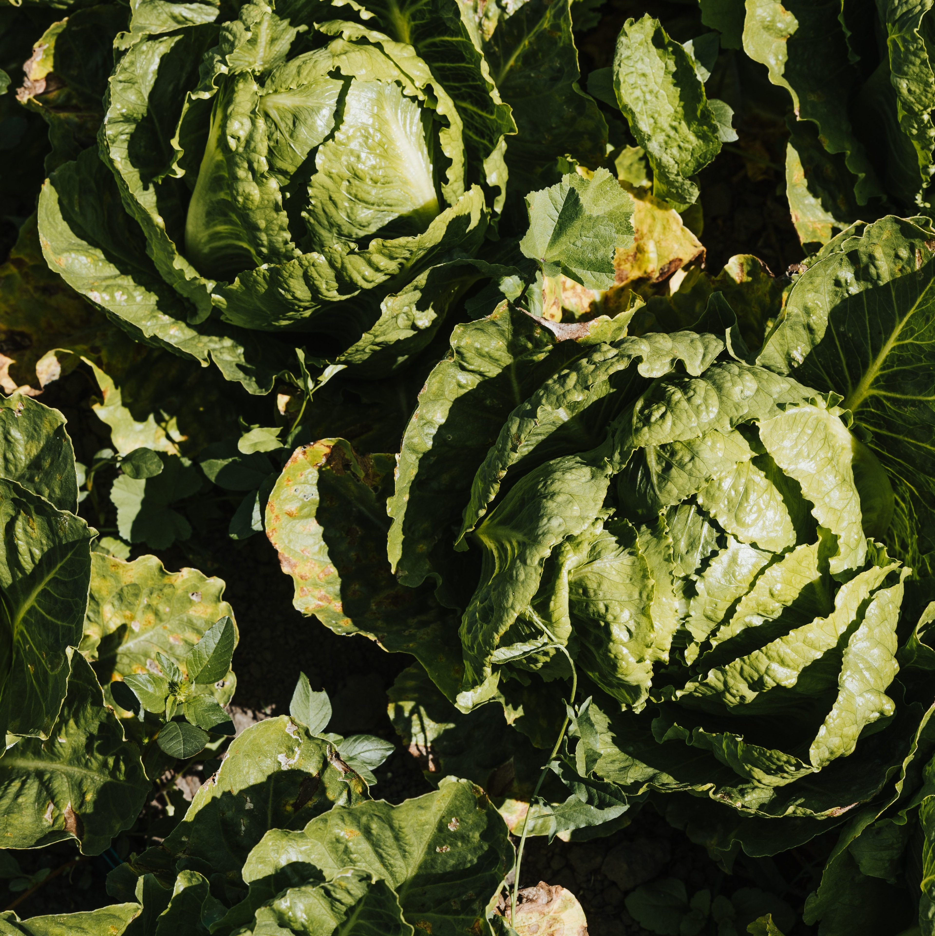 The image shows two large heads of green lettuce growing in a garden, surrounded by broad dark green leaves with some brown edges.