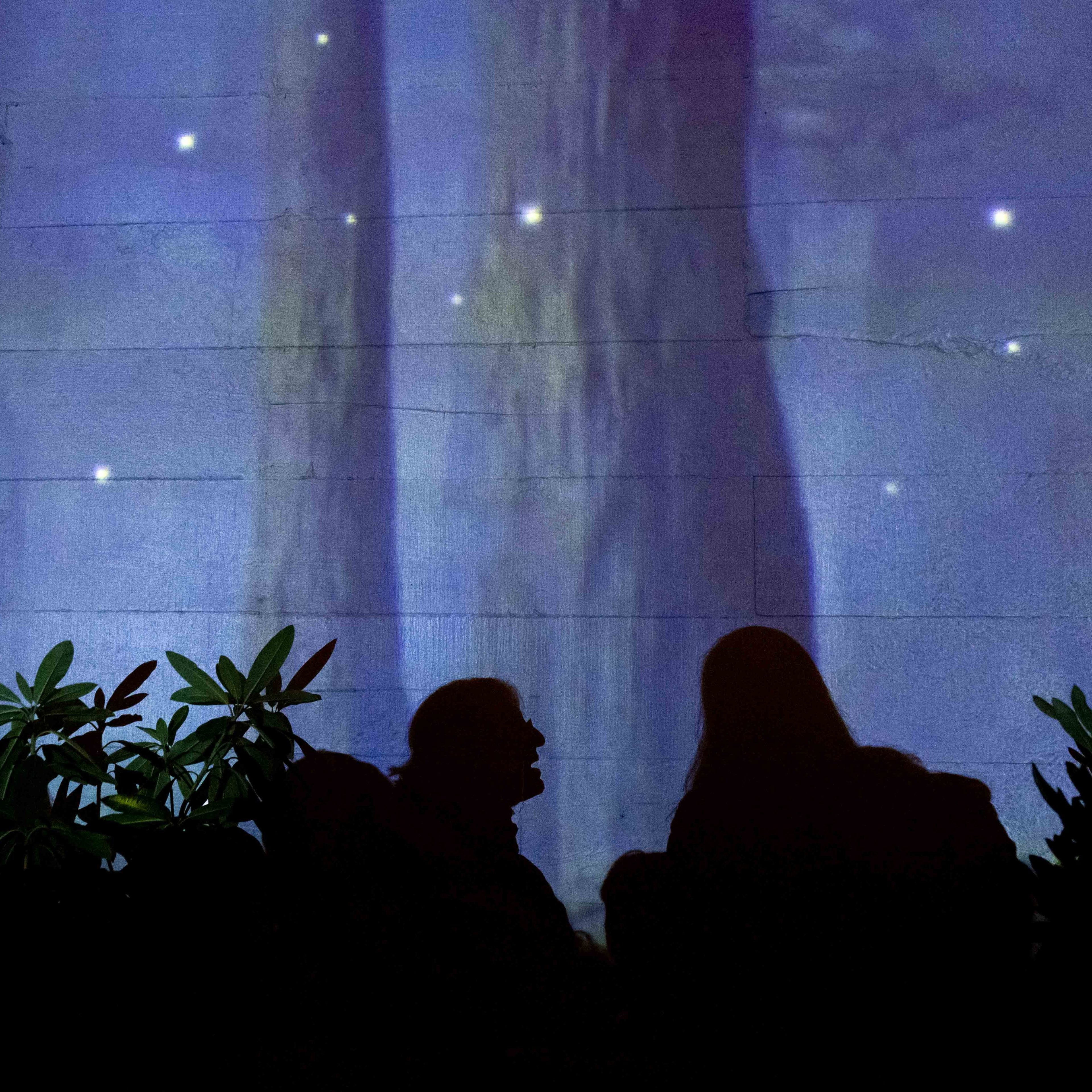 Two people's silhouettes are against a blue, starry background with tree-like patterns, and green plants are visible in the lower part of the image.