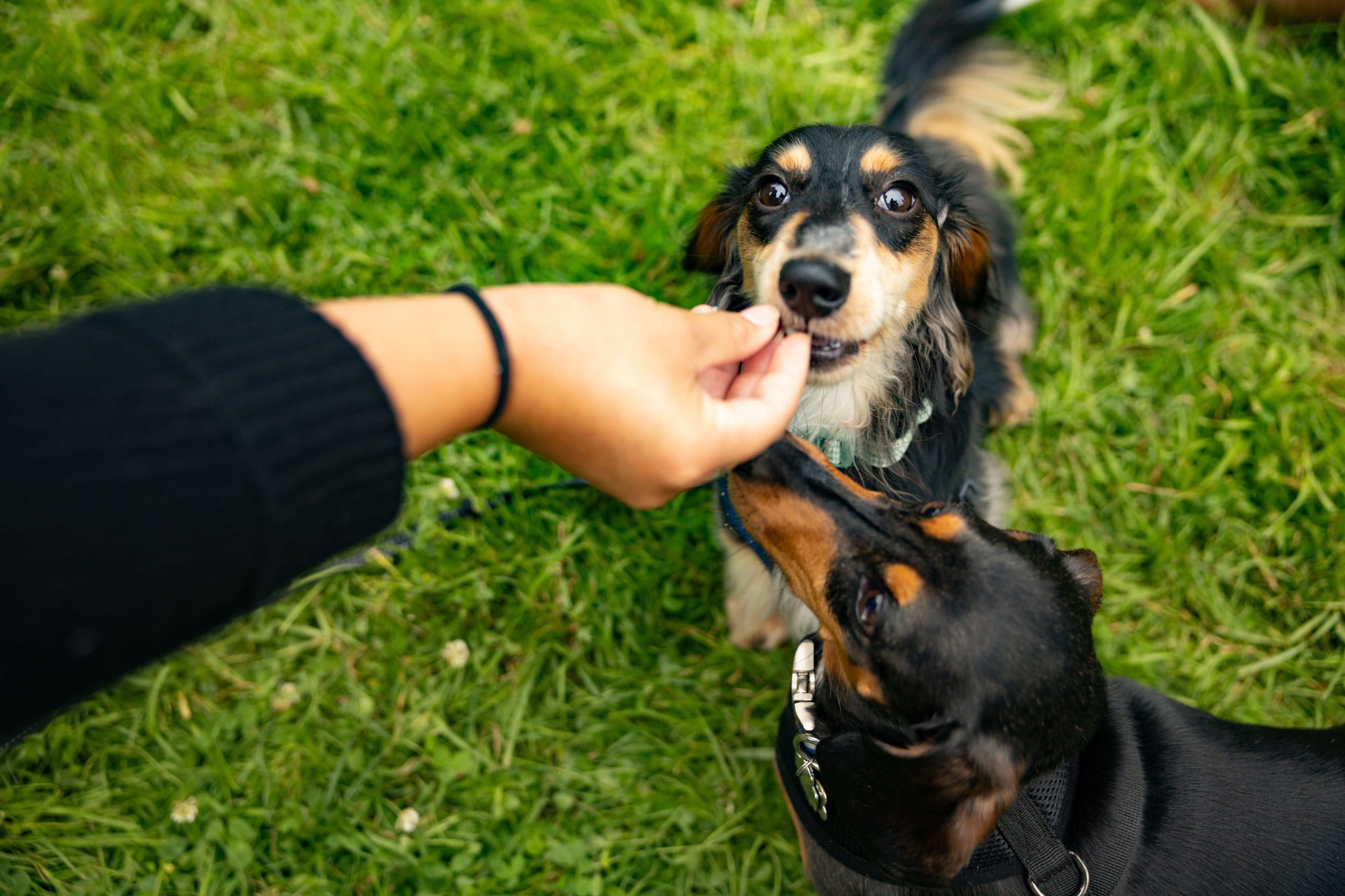 A hand in a black sleeve is feeding a treat to a black and tan dog, while another dog with black, white, and brown fur looks on intently, both on green grass.