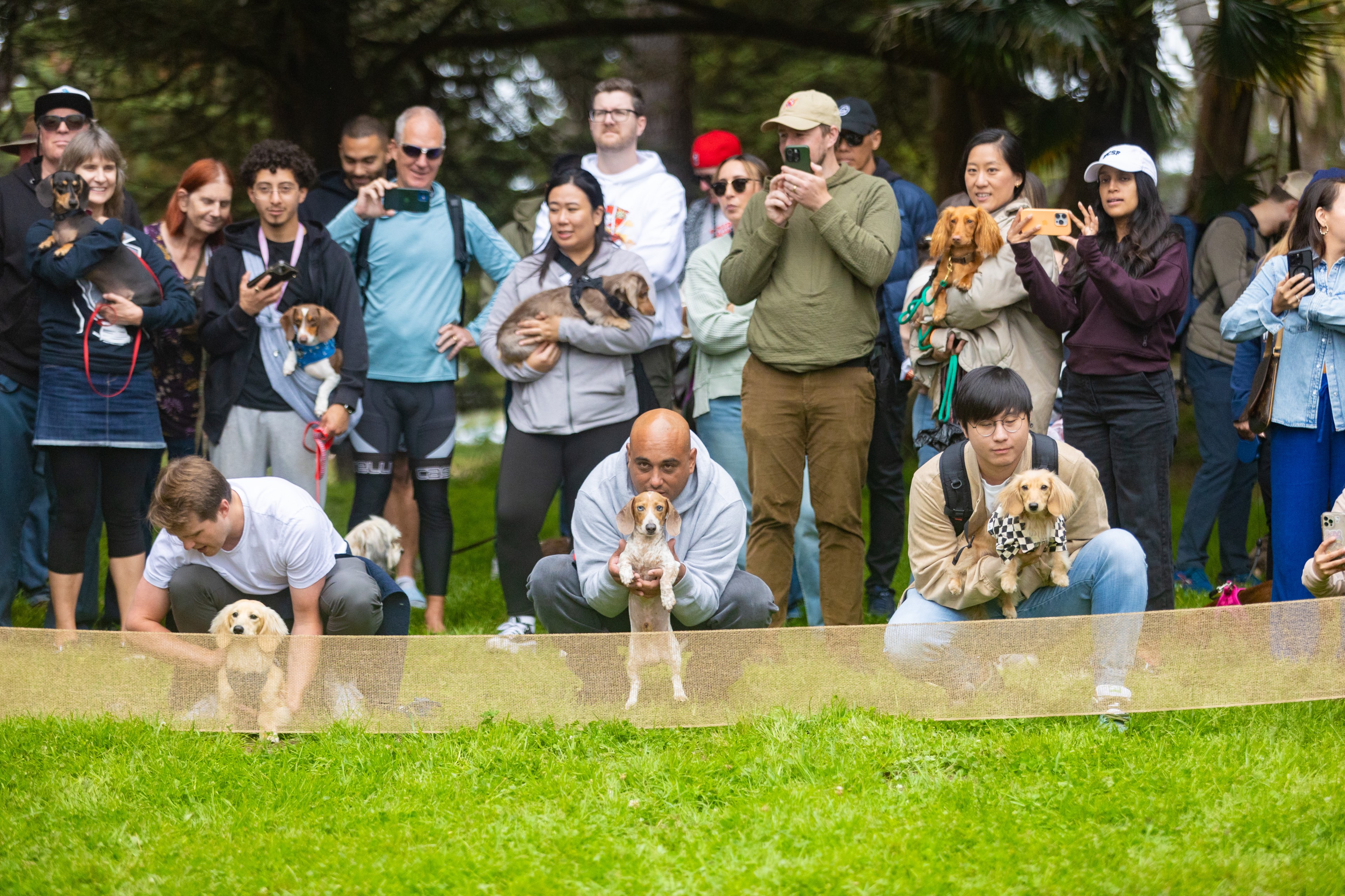 People and dogs gather outdoors, some holding dachshunds while three men kneel with dogs at a starting line, flanked by onlookers capturing the moment with smartphones.