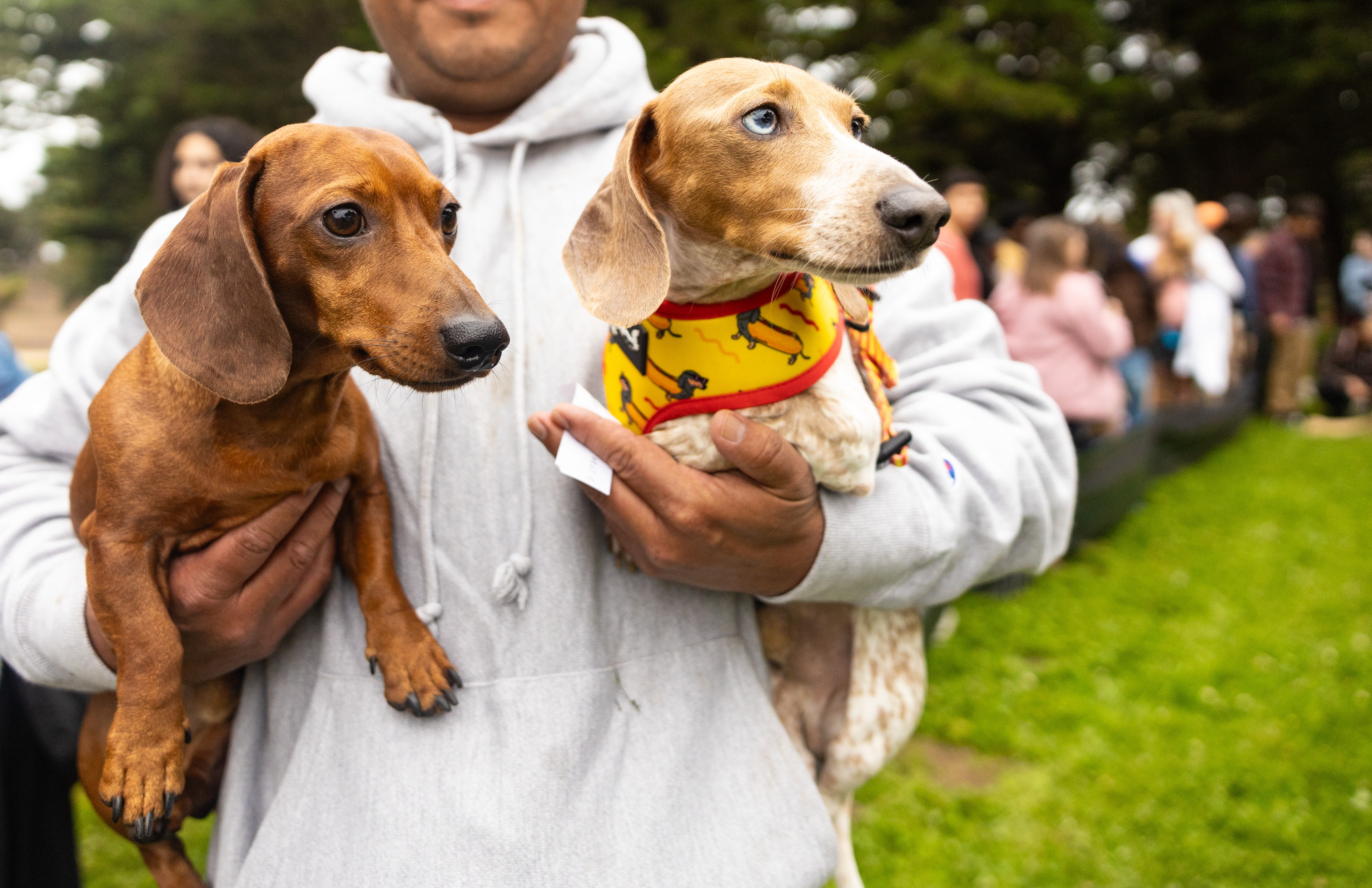 A person in a gray hoodie holds two dachshunds; one is brown, and the other has a white and brown coat with blue eyes, wearing a yellow bandana, in a grassy area.