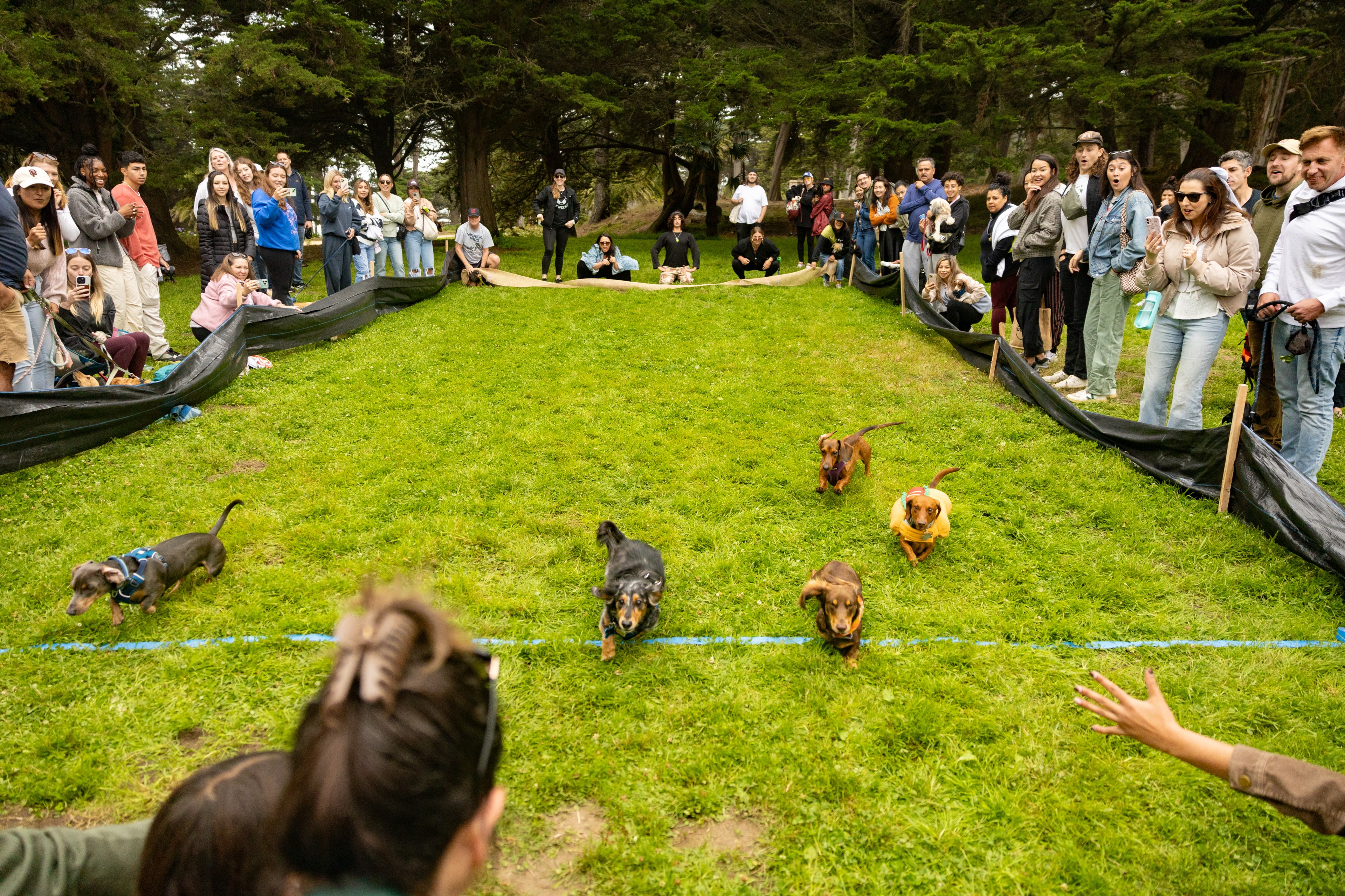 Several dachshunds race on a grassy path lined with onlookers, some cheering and taking photos. The scene is set outdoors, with a backdrop of trees.