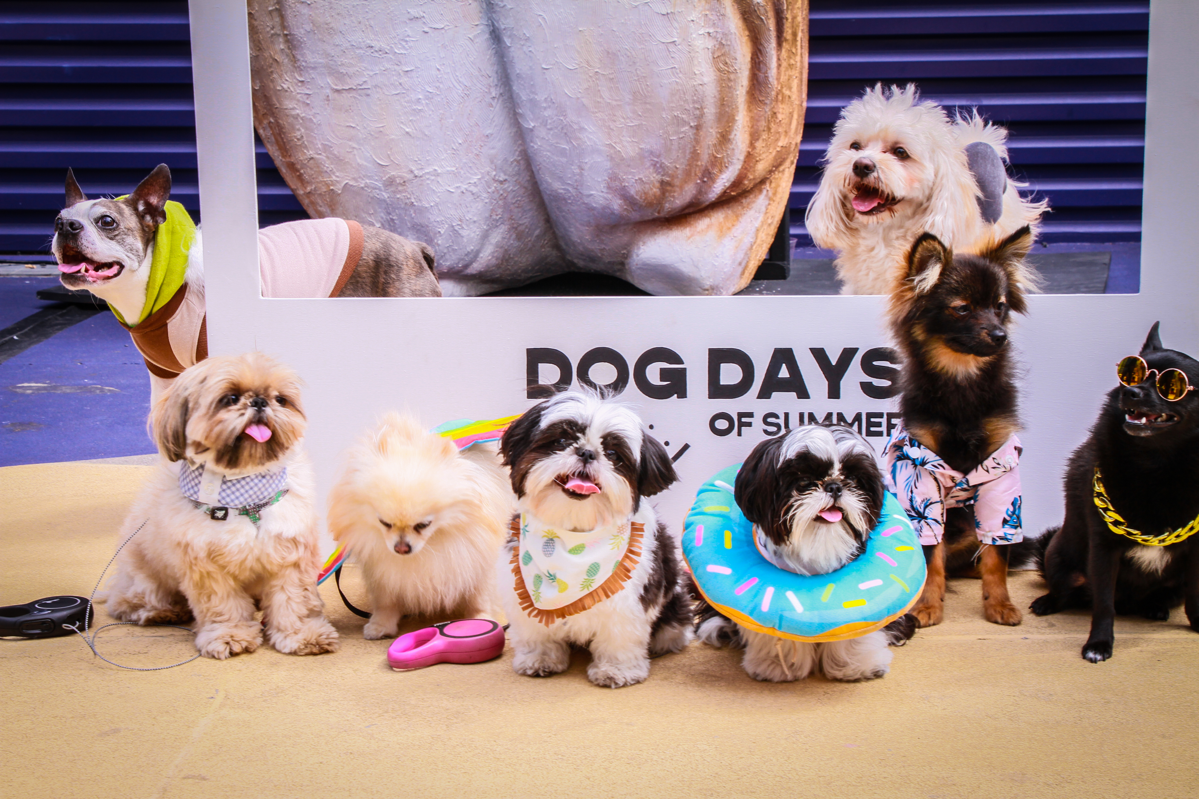 A group of seven dogs in different outfits is sitting together. Above them, a backdrop displays the words &quot;DOG DAYS OF SUMMER.&quot;