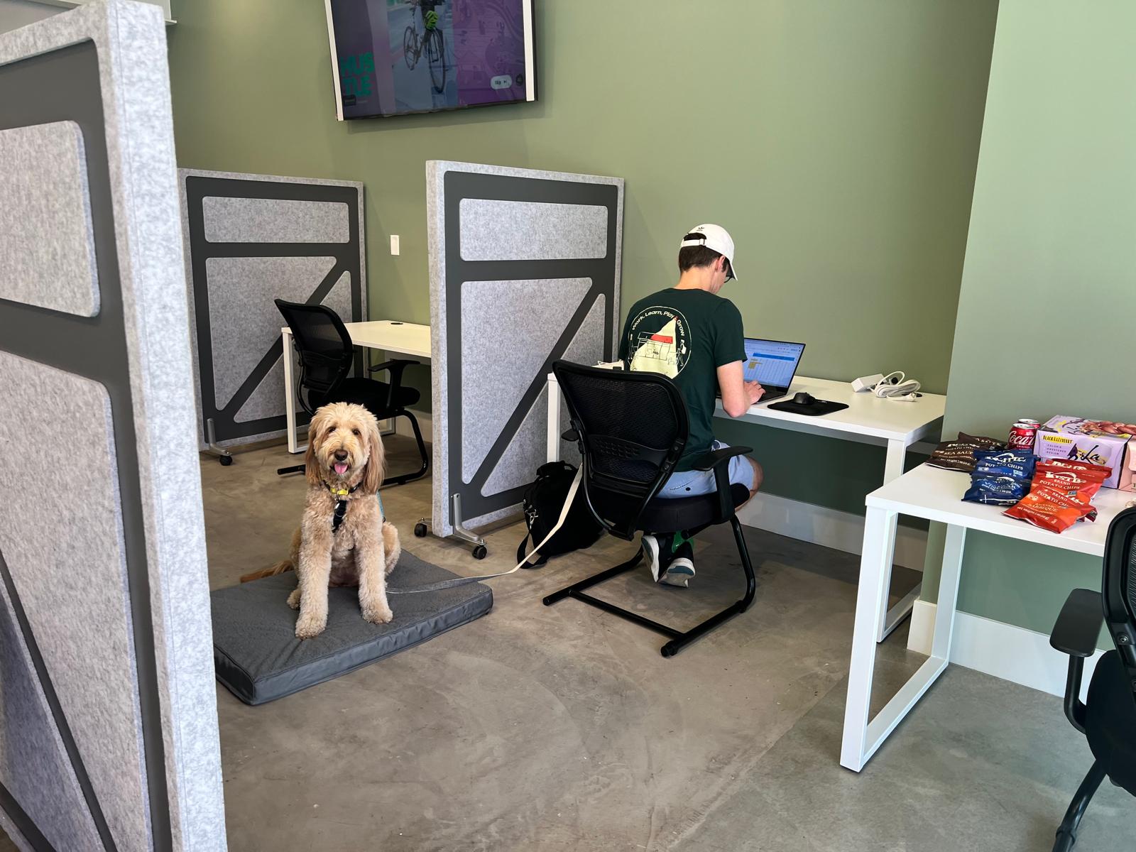 A man sits at a computer while a dog sits on a mat next to him, looking at the camera. 