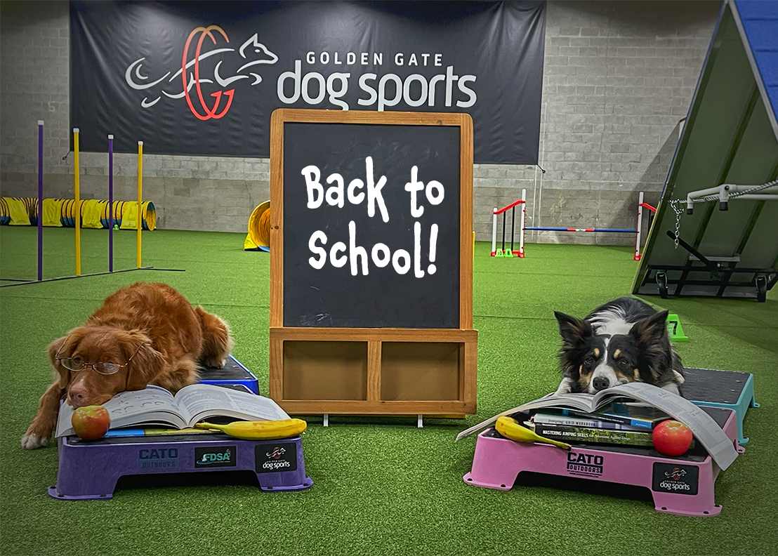 Two dogs are lying on raised platforms in front of a chalkboard that says &quot;Back to School!&quot; with open books and apples in front of them, in a dog sports facility.