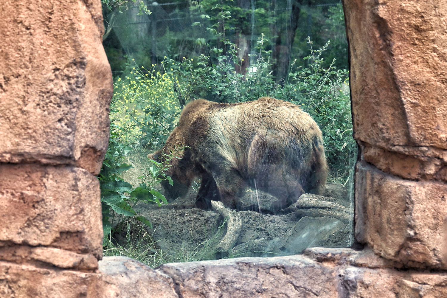 A large brown bear stands in a natural enclosure surrounded by lush green foliage, visible through a stone-framed glass window. The bear appears to be foraging.