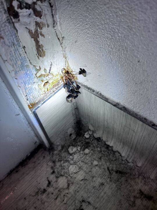 The image shows the corner of a room with a damaged wall and floor. There are dead insects attached to the wall, and debris is scattered on the floor below.