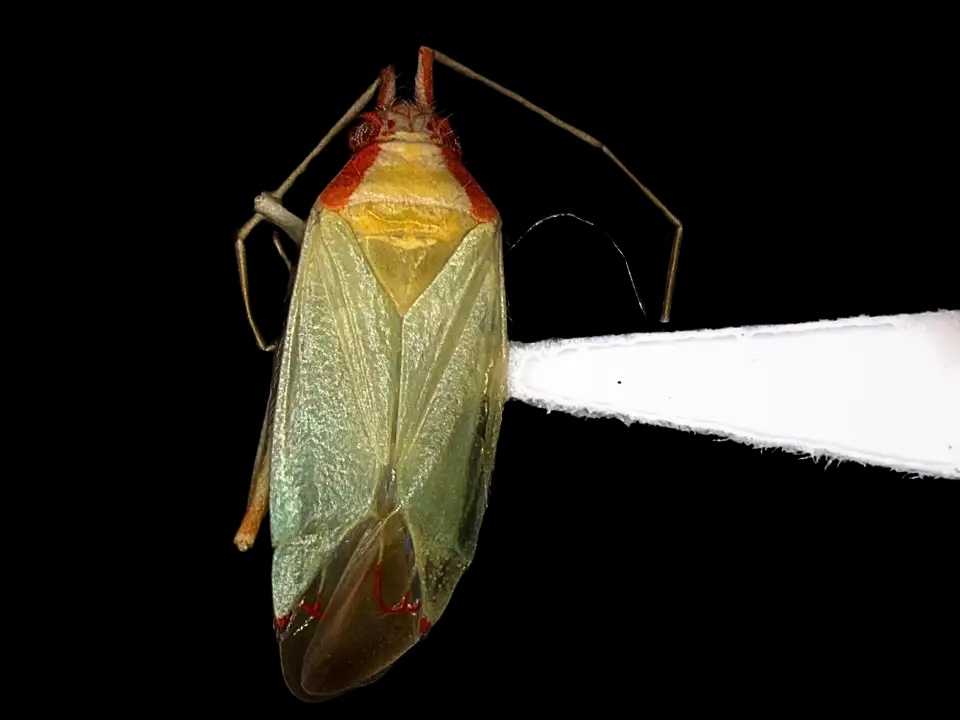 The image shows a greenish-yellow bug with red markings on its back, resting on a white surface against a black background.