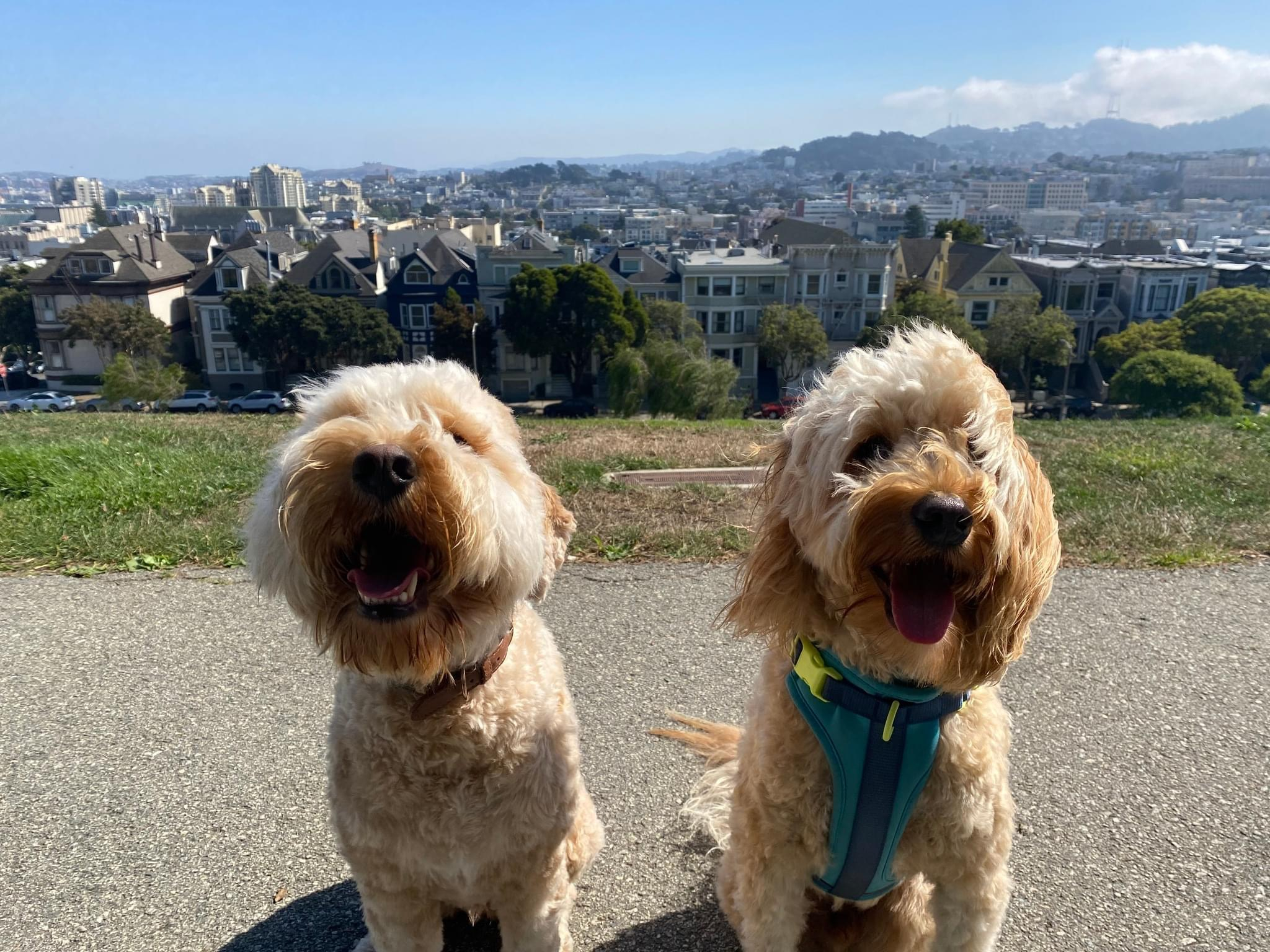 Two fluffy, tan dogs sit on a pathway with a cityscape and hills in the background. They're panting and facing the camera, one wearing a blue harness.