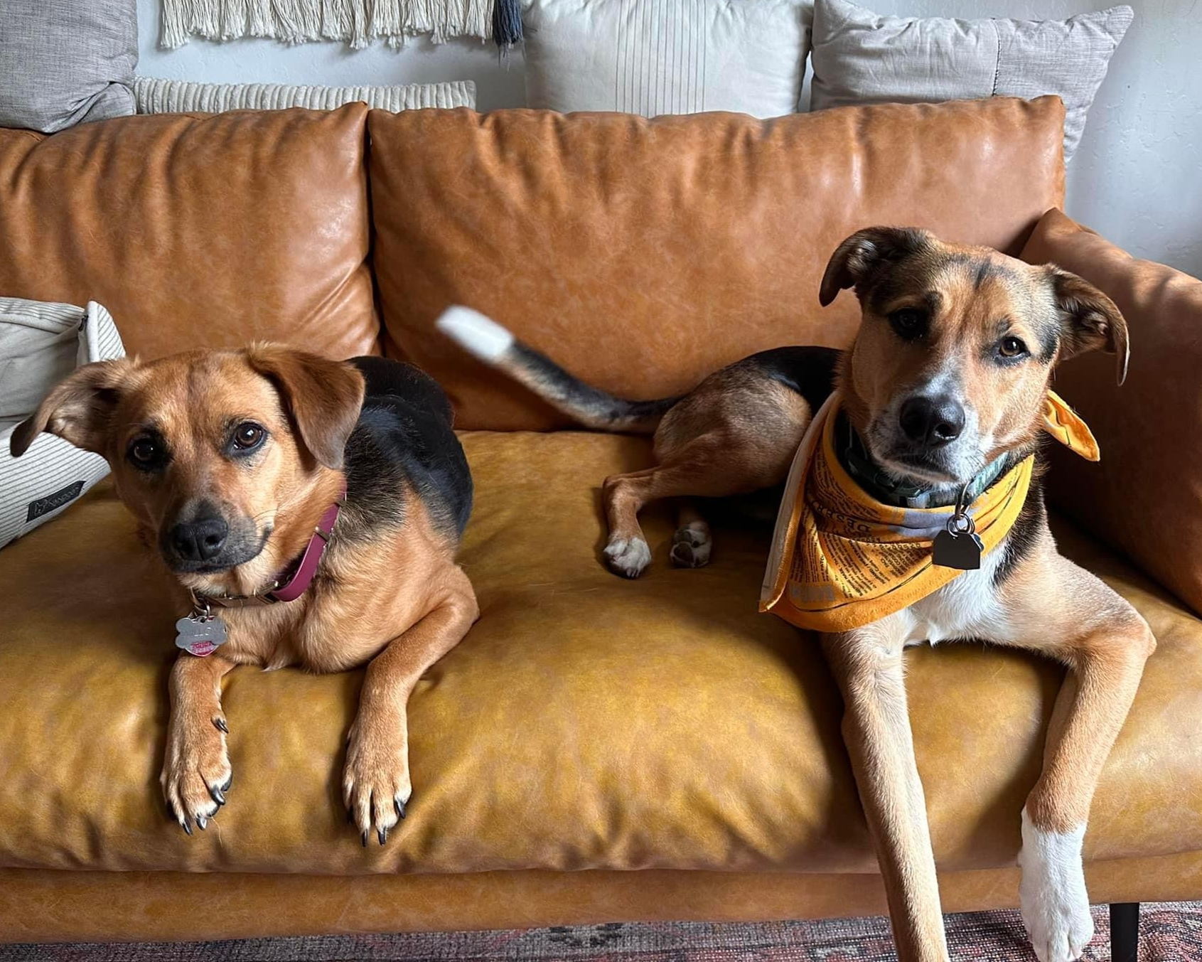 Two dogs are lounging on a tan leather couch. The smaller dog on the left has a pink collar, and the larger dog on the right wears a yellow bandana.