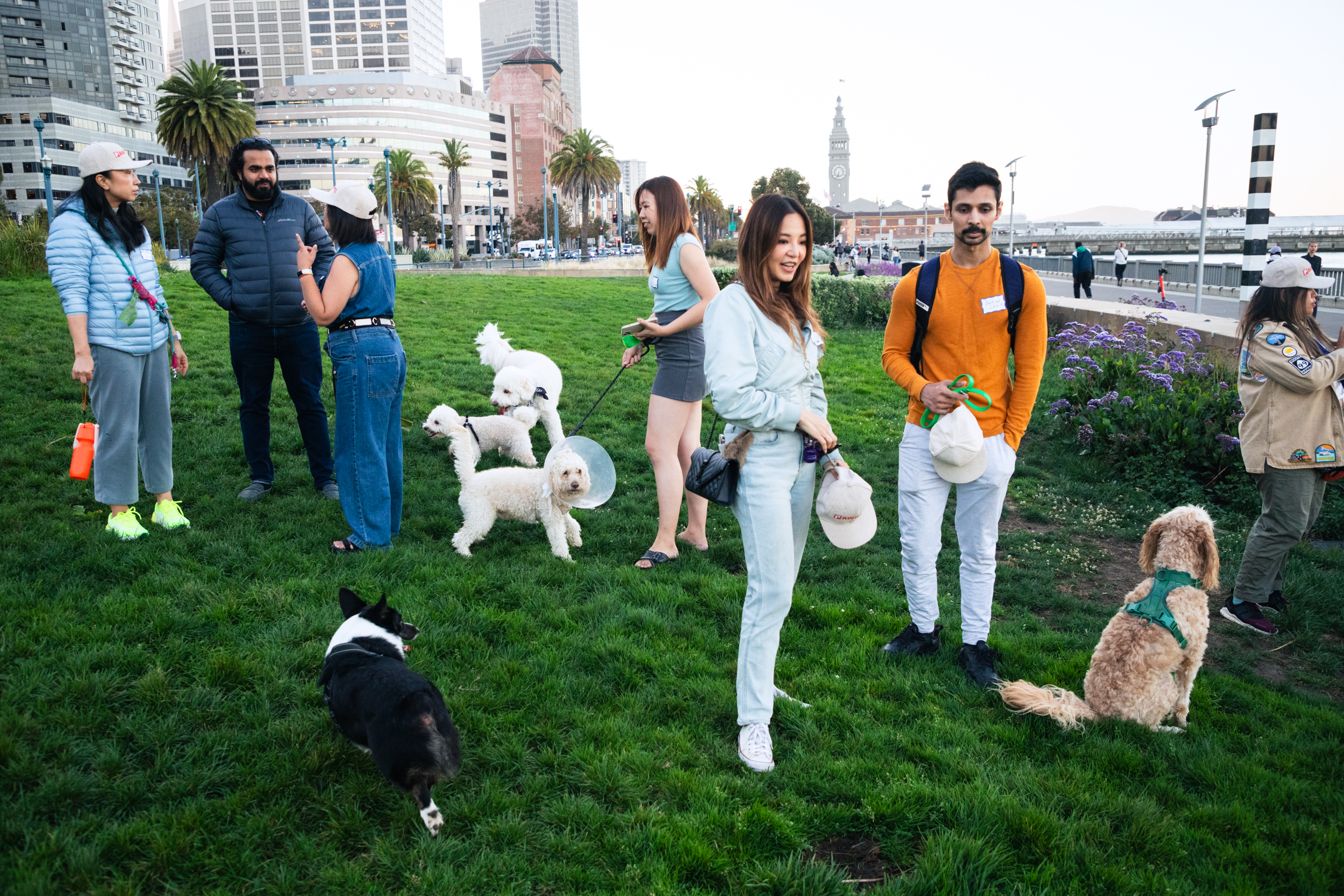 A group of people stands on a grassy area with several dogs. Some dogs wear cones, and people are casually dressed. Tall city buildings are in the background.