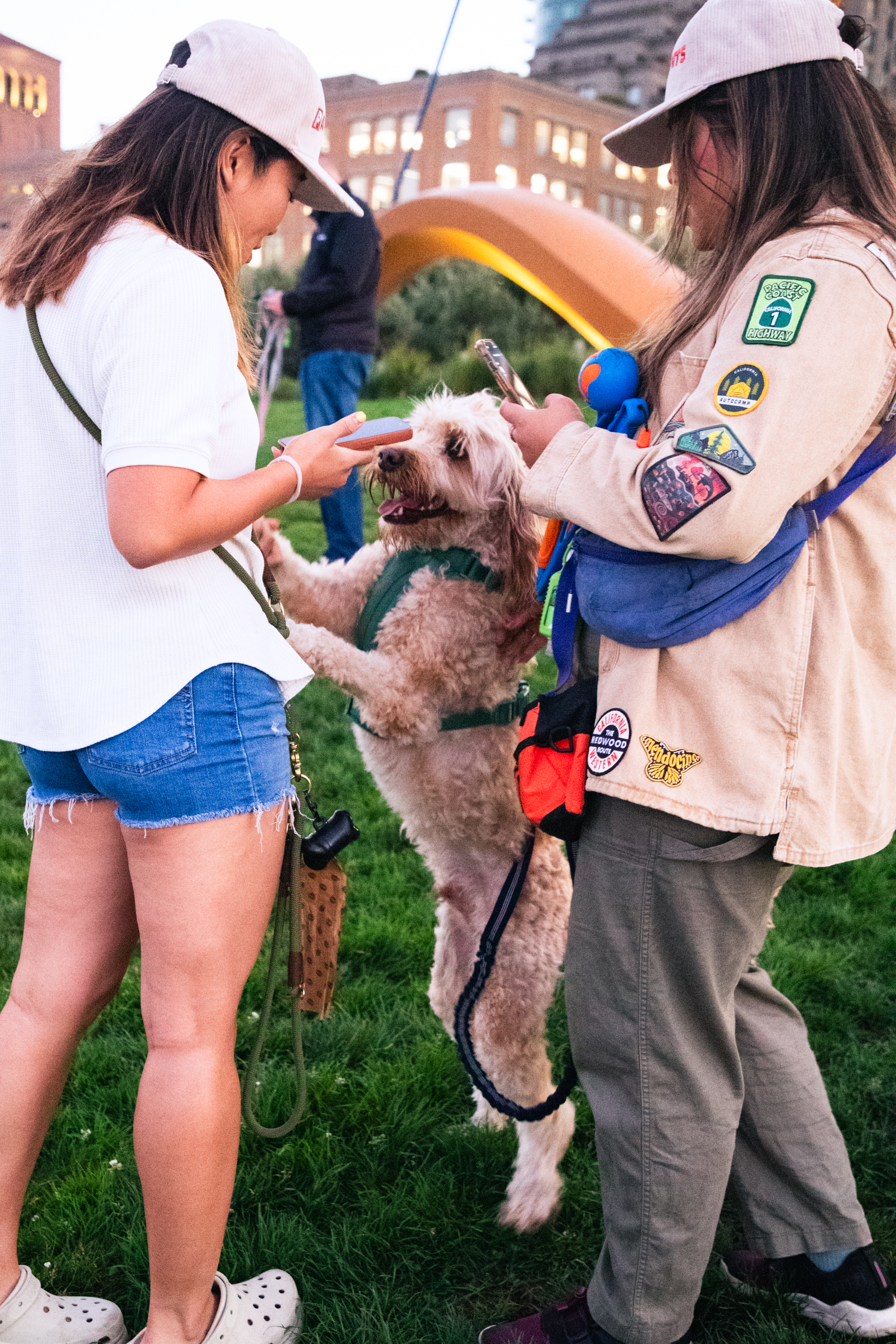 Two people in casual clothing are interacting with a fluffy dog standing on its hind legs. They are outside on grass, with buildings visible in the background.