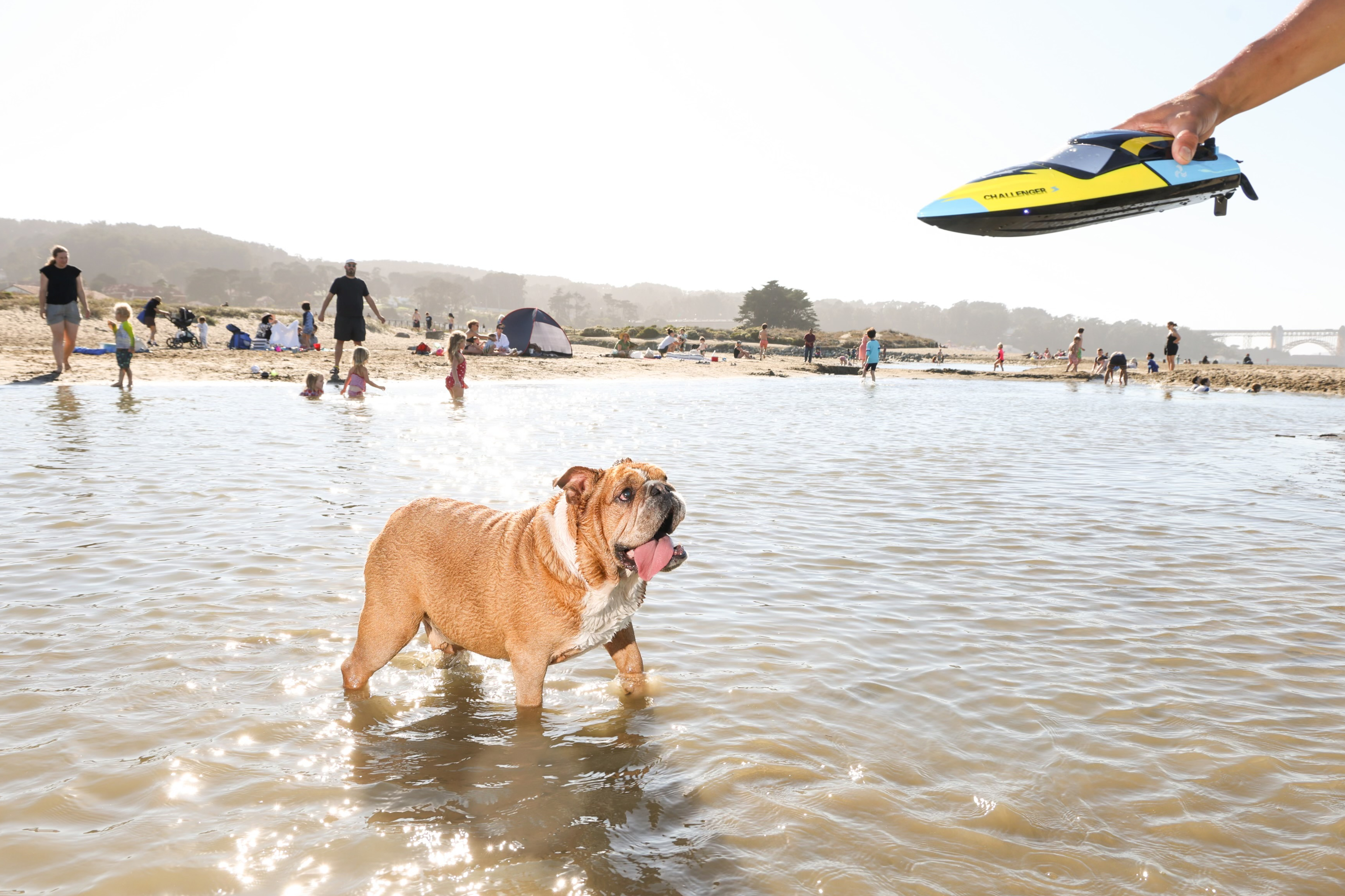 A bulldog stands in shallow water at a busy beach, eagerly looking at a toy boat held by someone. People and children play and relax in the background.