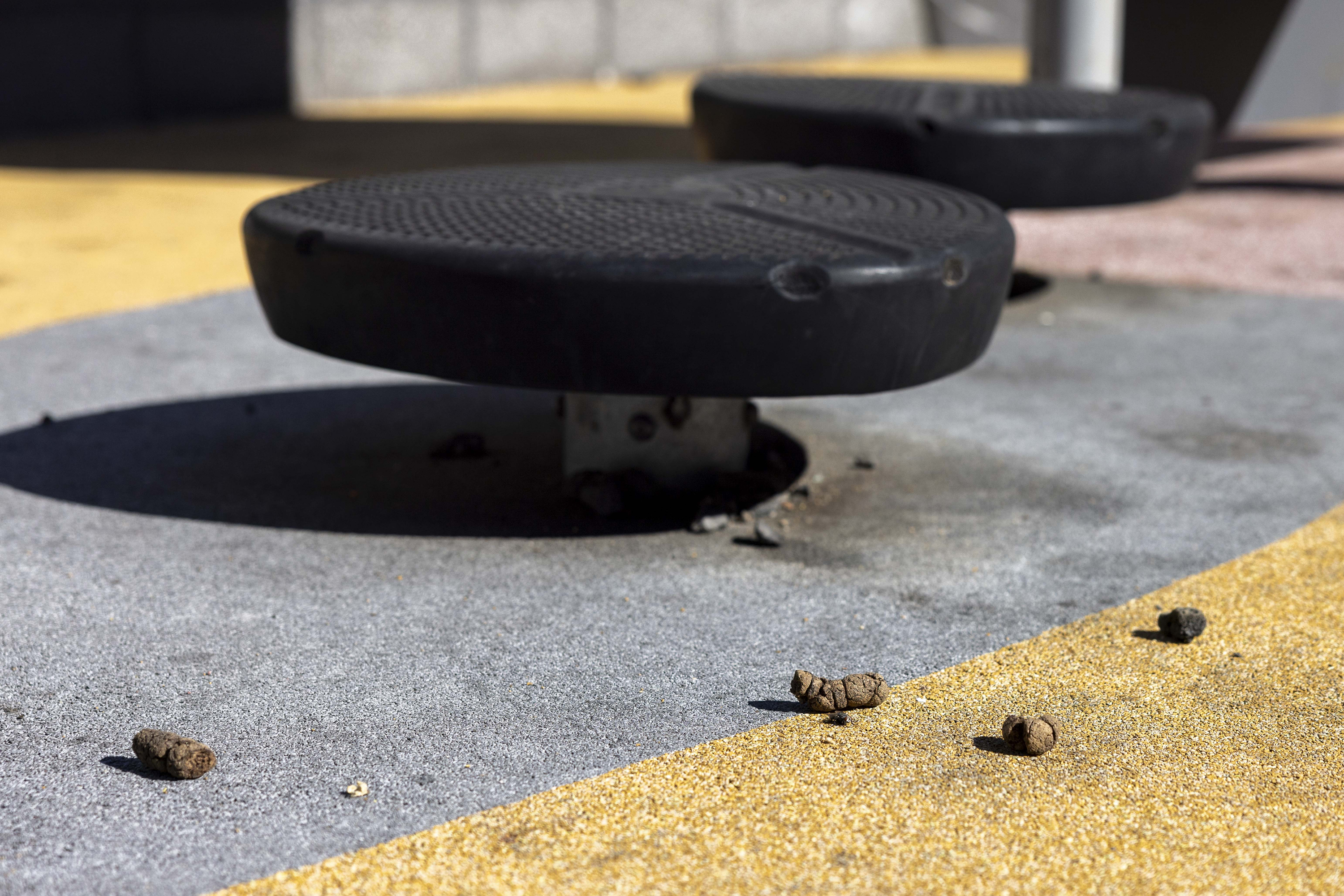 The image shows two round, black platforms on a playground surface, with several small piles of animal droppings scattered on the ground nearby.