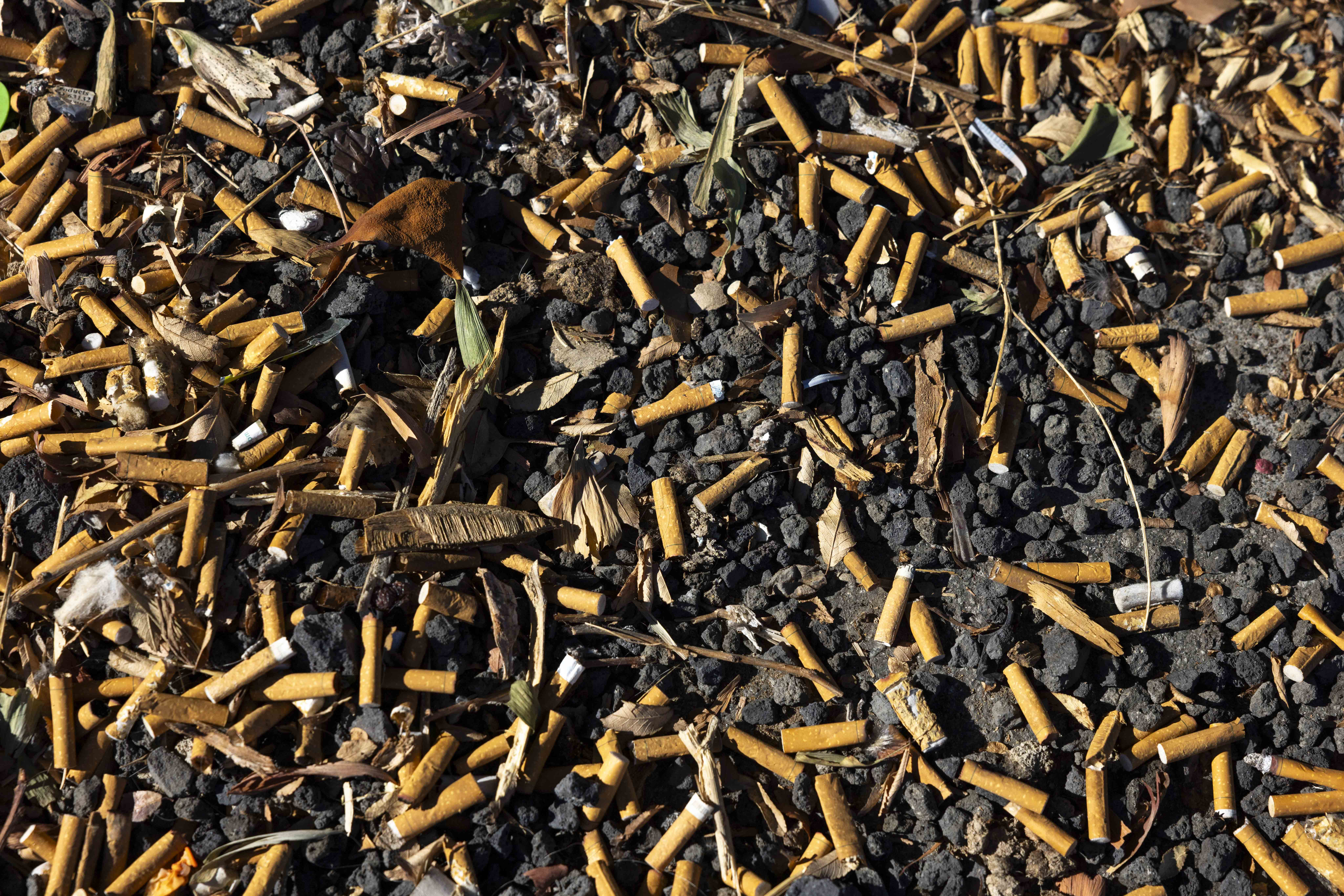 The image shows numerous cigarette butts scattered on a gravelly ground mixed with dried leaves and small debris, creating a cluttered appearance.