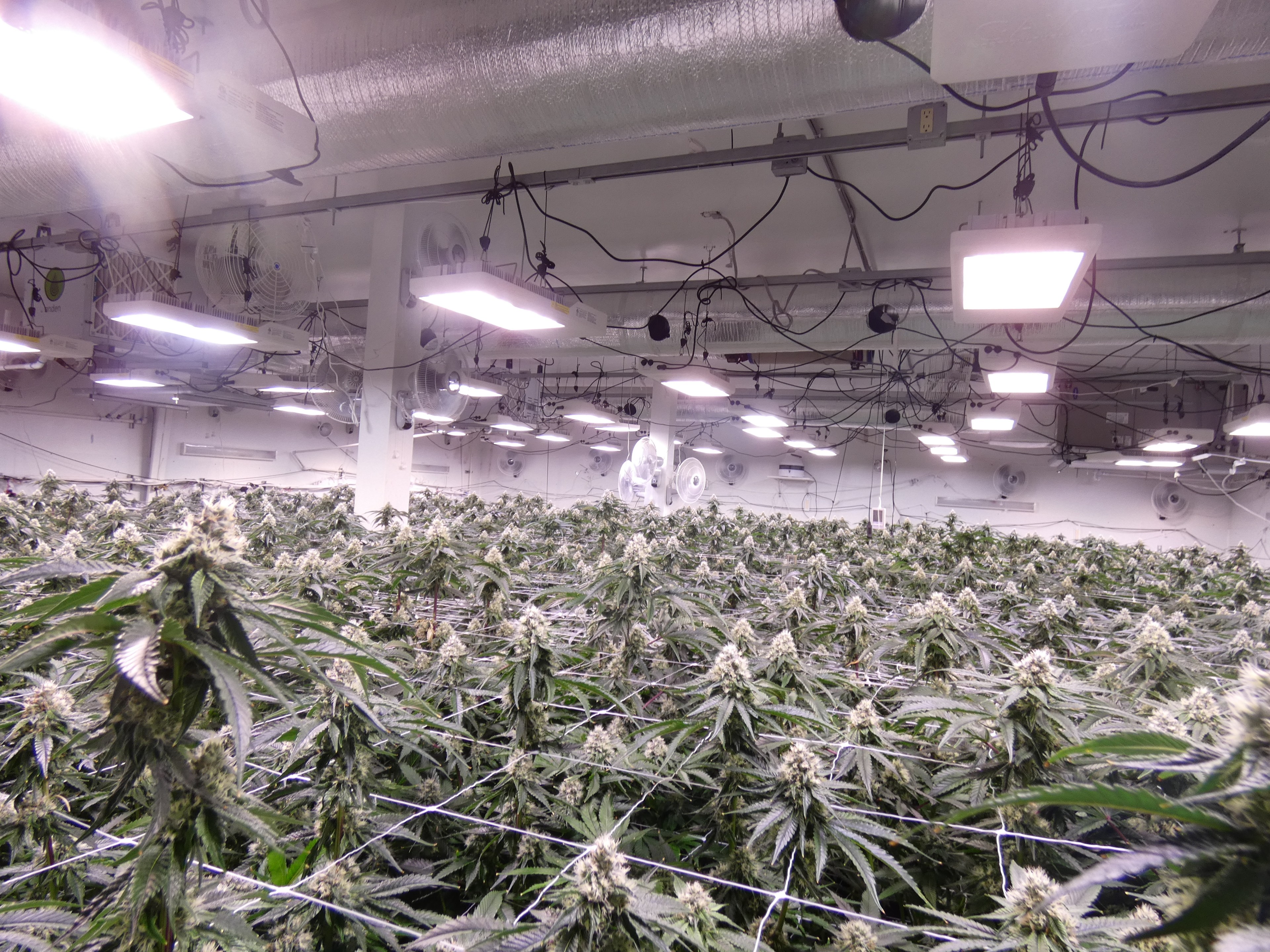 This image shows a large indoor facility with rows of cannabis plants under bright grow lights, equipped with fans and ventilation systems.