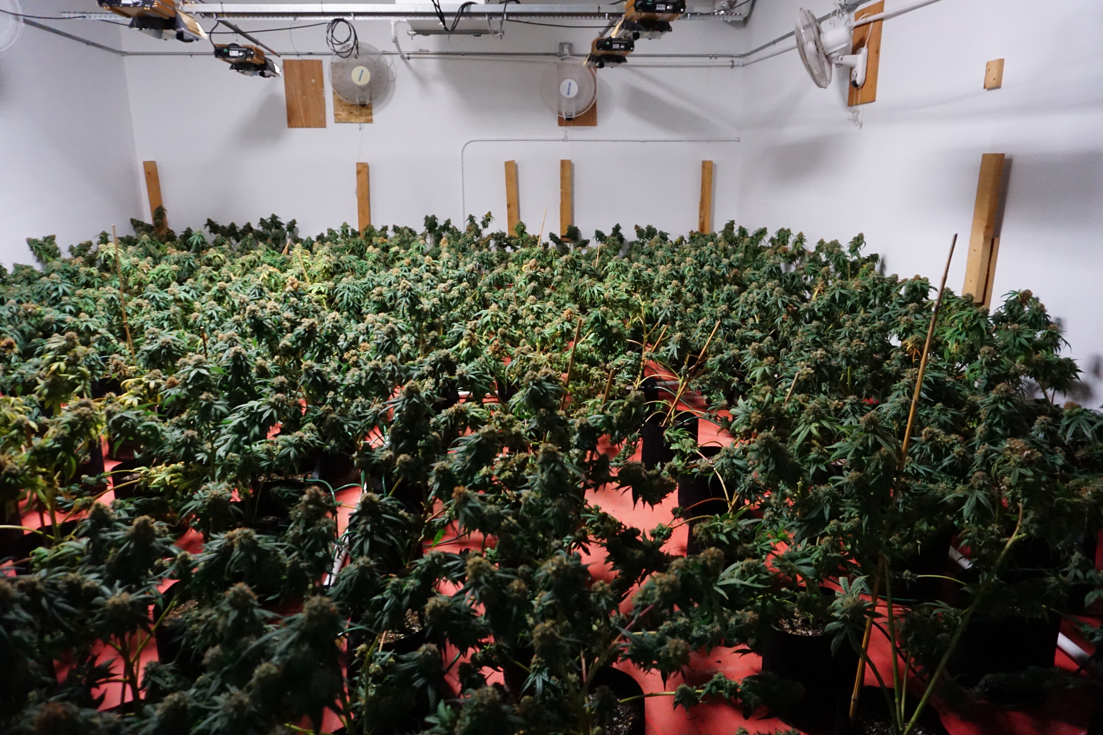 The image shows a large room filled with numerous potted cannabis plants under artificial lights, with fans mounted on the walls for ventilation.