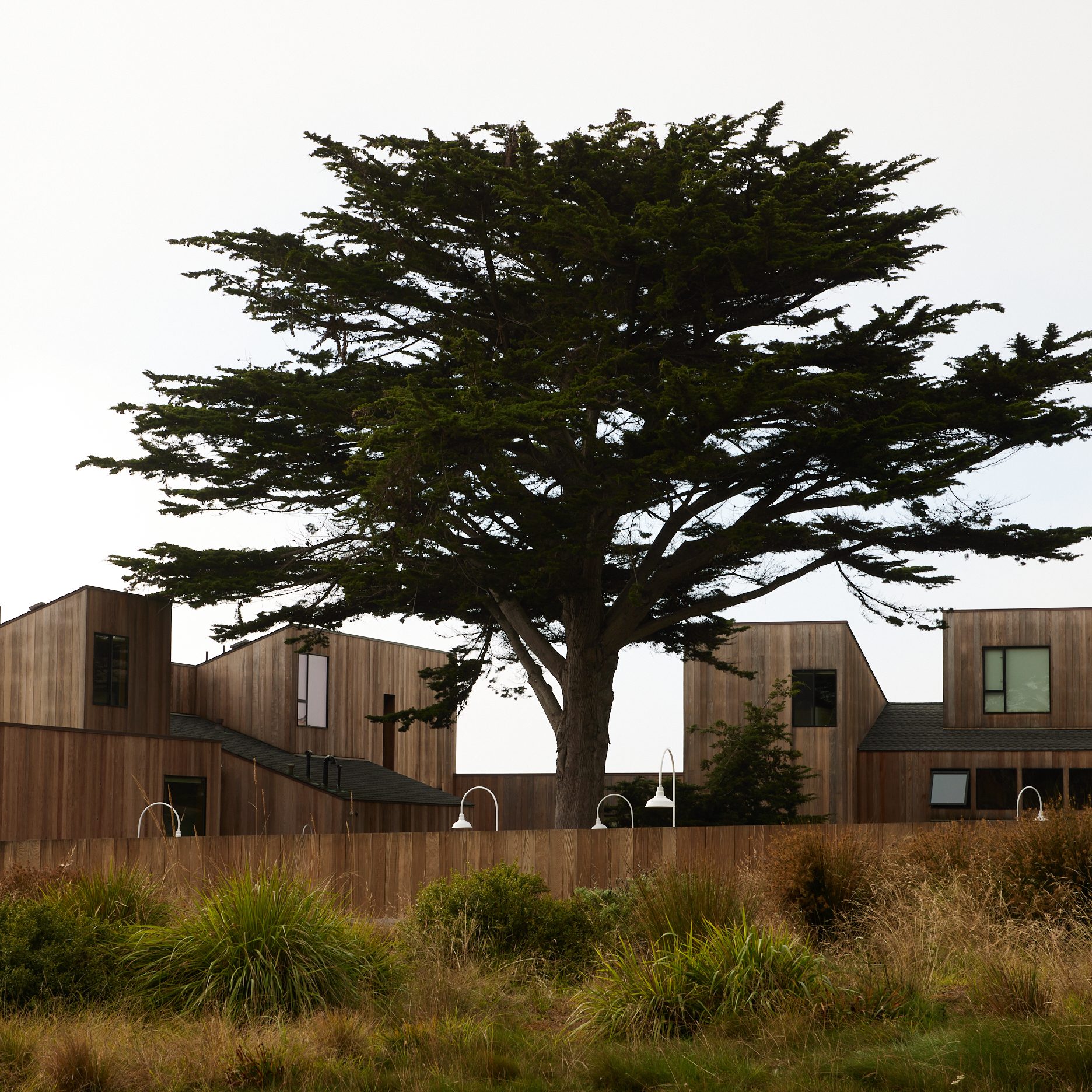 A large tree stands prominently in front of modern, wooden buildings with large windows. Grassy plants and landscaping fill the foreground under a grey sky.