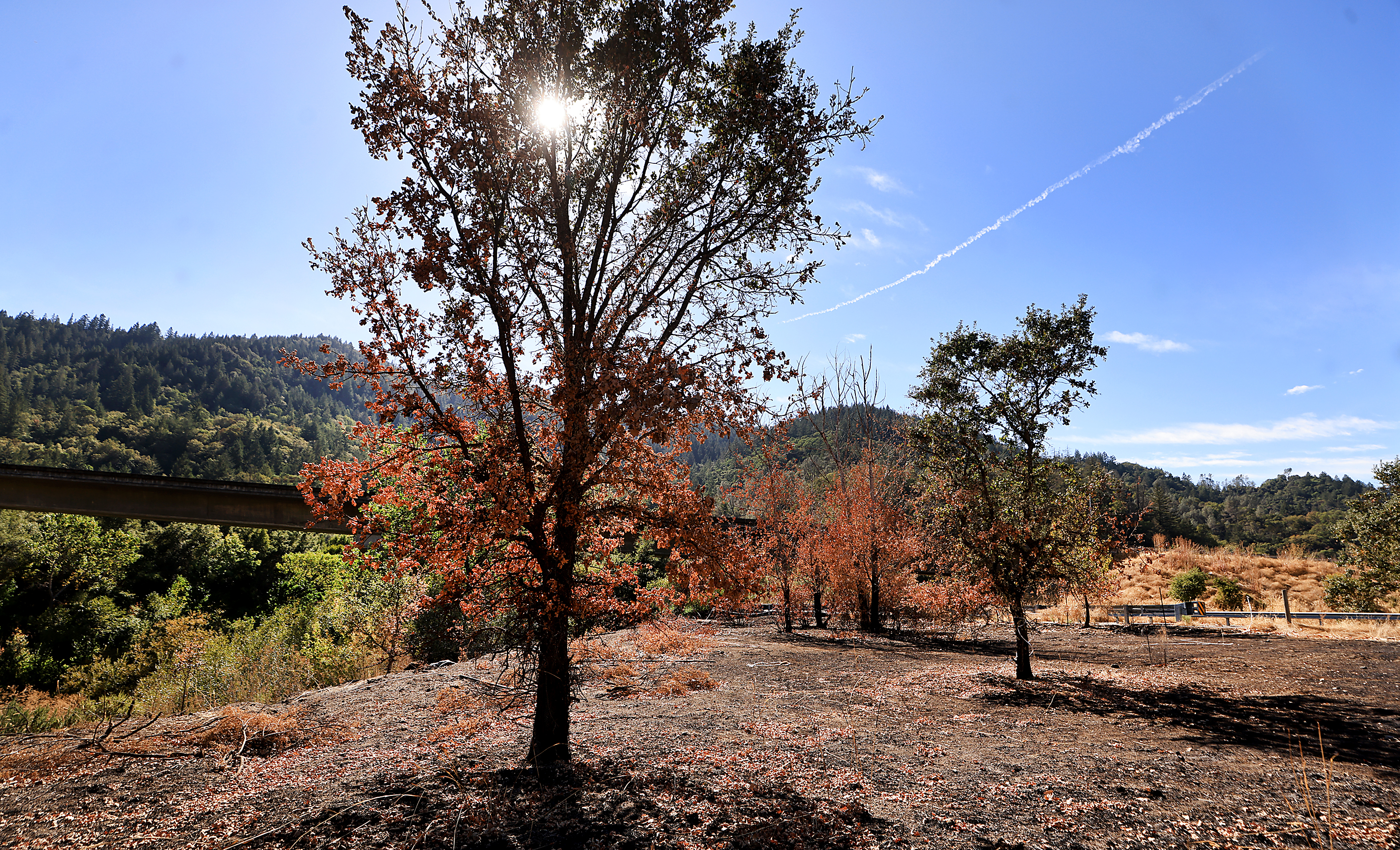 A sunlit landscape features several trees with autumnal leaves, casting shadows on a dry, grassy area. Hills are visible in the background under a clear sky.