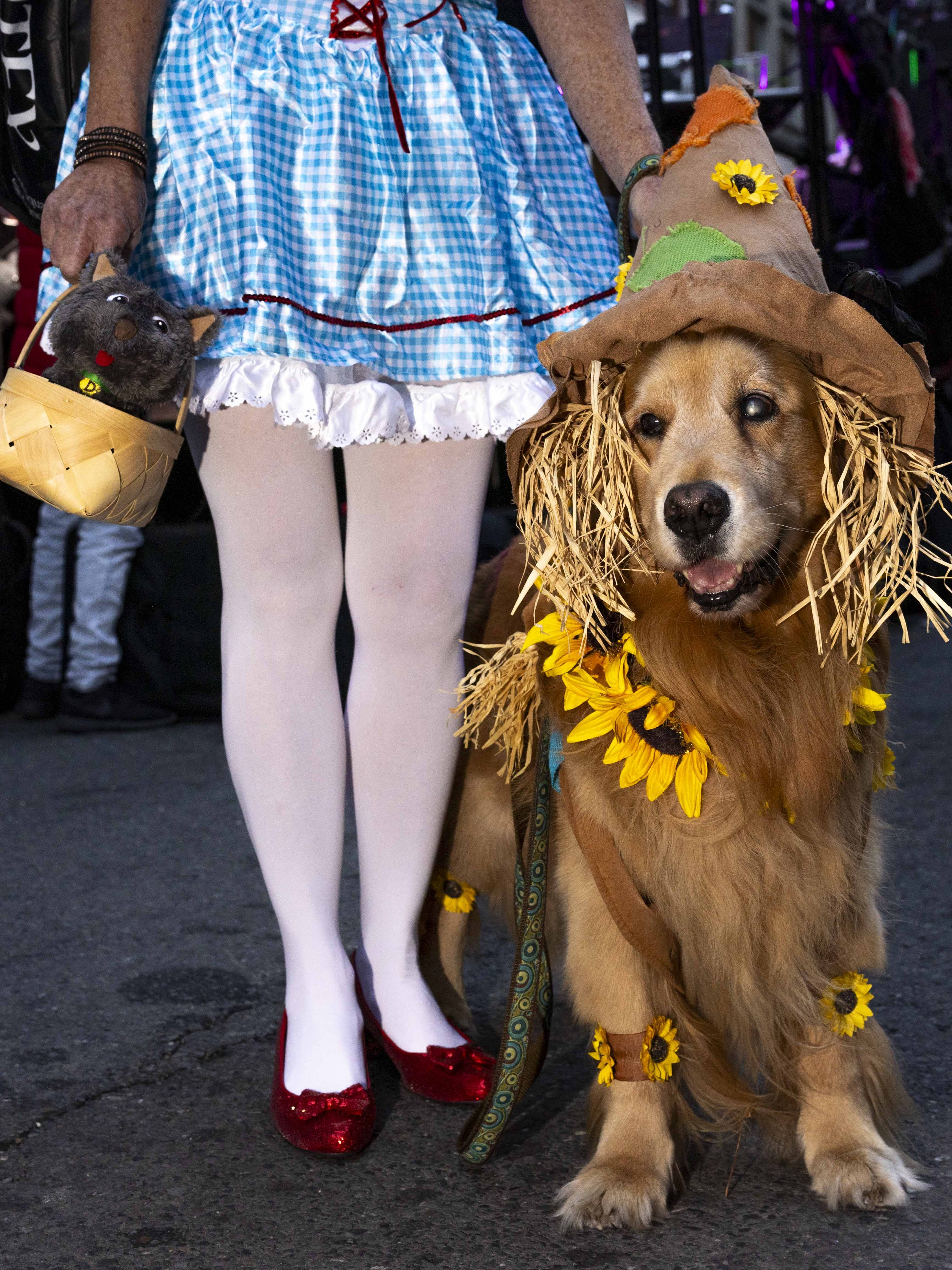 A person in a blue gingham dress and red shoes holds a toy dog in a basket. Beside them, a dog wearing a scarecrow costume adorned with sunflowers.