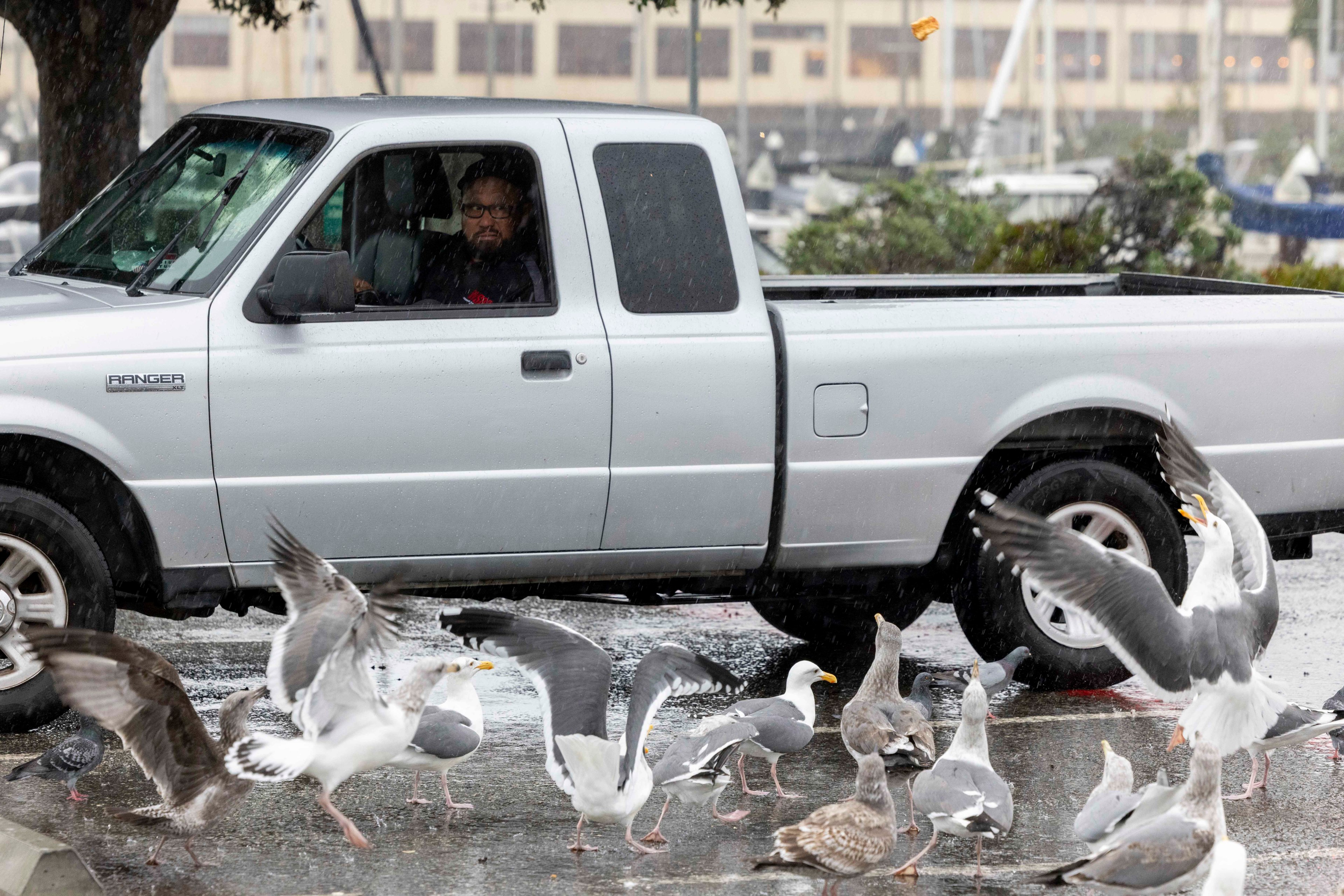 A man in a white pickup truck watches seagulls flock on a wet road.