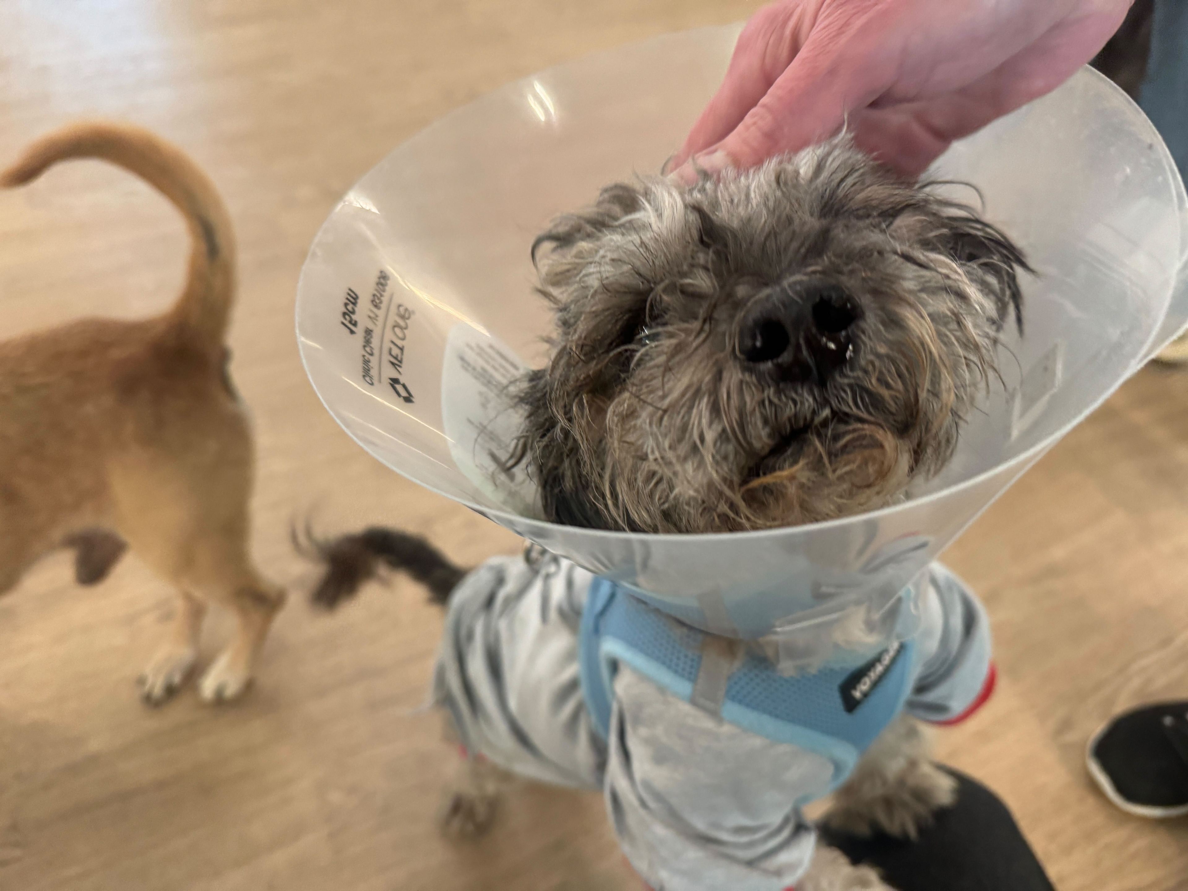 A small, gray dog wearing a cone and blue harness is being petted. Another dog with a curled tail is visible in the background.