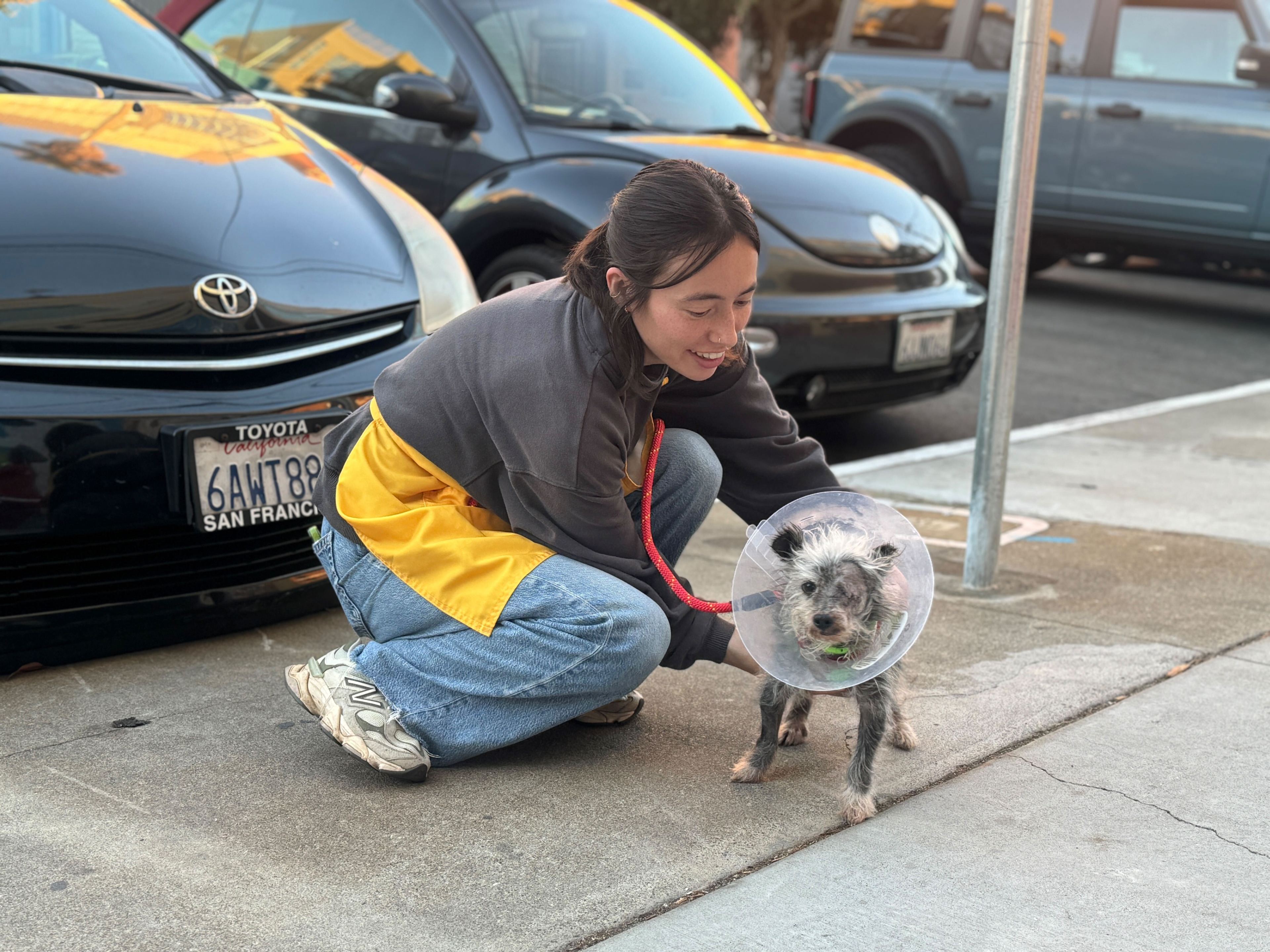 A person in jeans and a yellow apron kneels on the sidewalk, holding a small dog wearing a cone. They're near parked cars on a street.