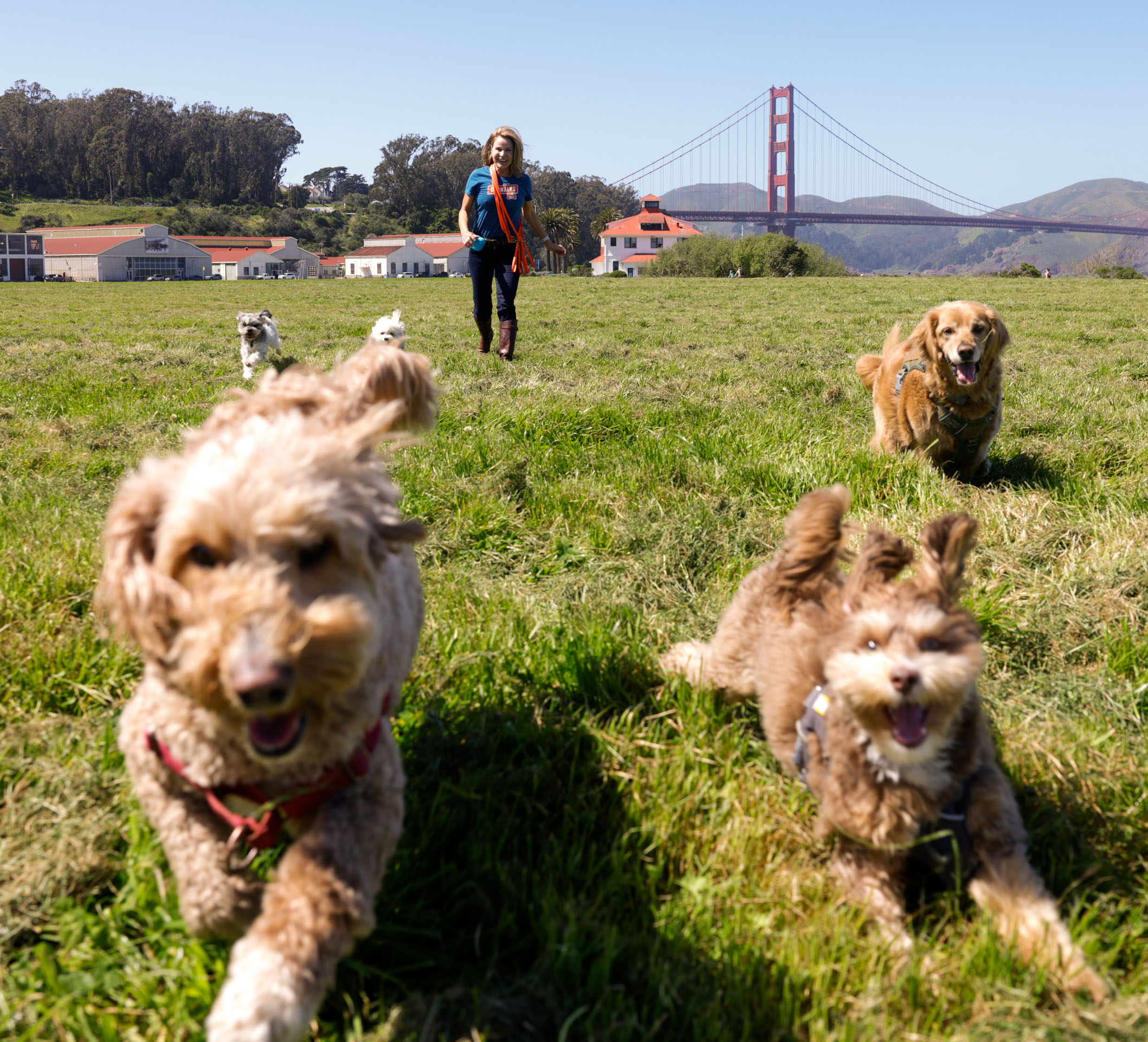 A woman walks across a grassy field with four dogs running energetically in the foreground. In the background, the Golden Gate Bridge is visible.