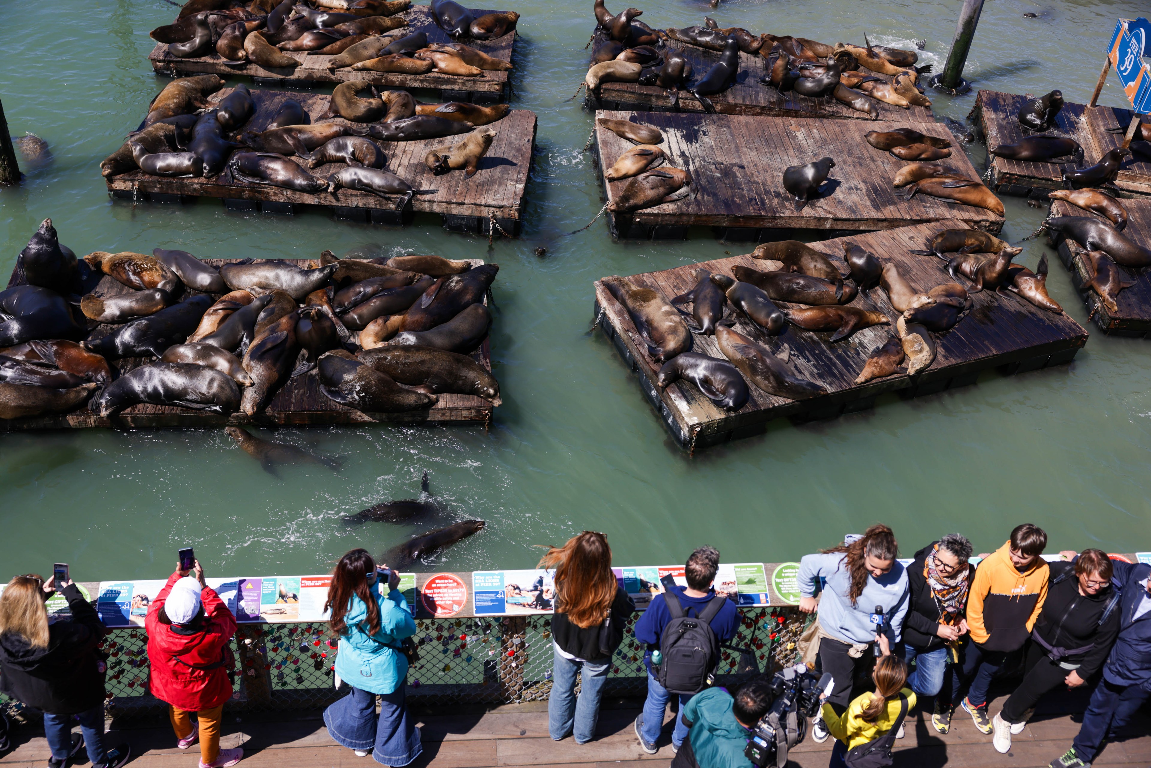 Sea lions are lounging on wooden docks floating in green water, while a group of people stands on a nearby viewing platform, taking photos and observing them.