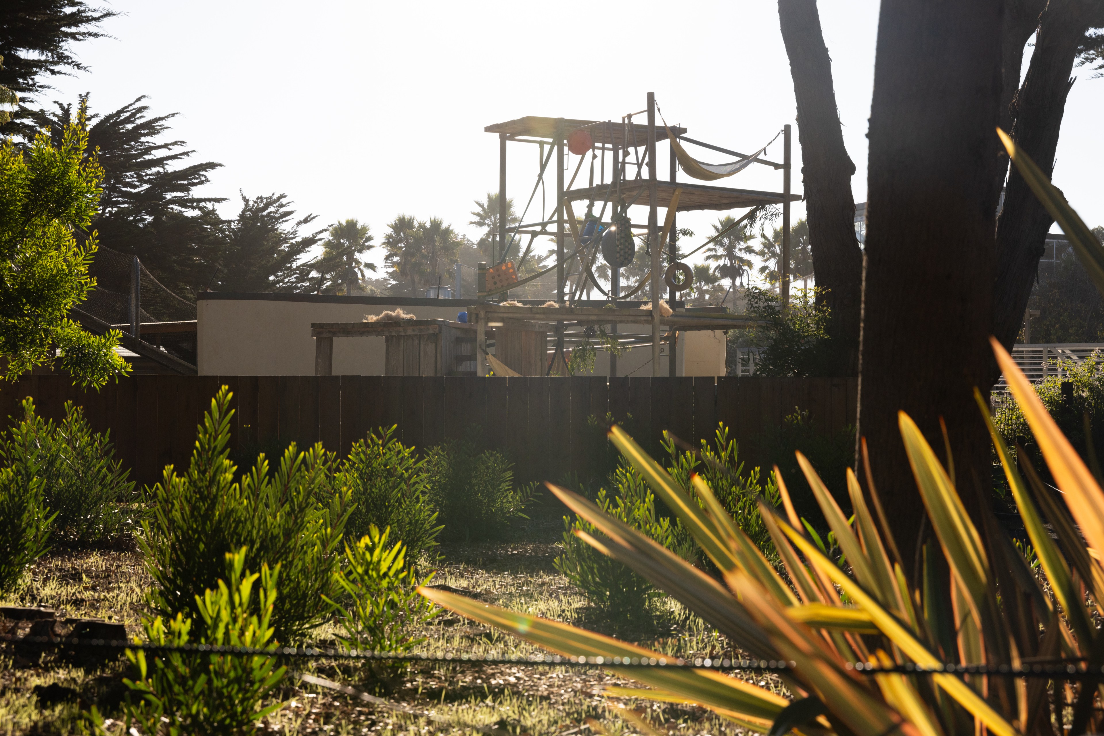 The image shows a fenced area with a wooden jungle gym structure. Green plants and trees surround it, with palm trees visible in the background under bright sunlight.