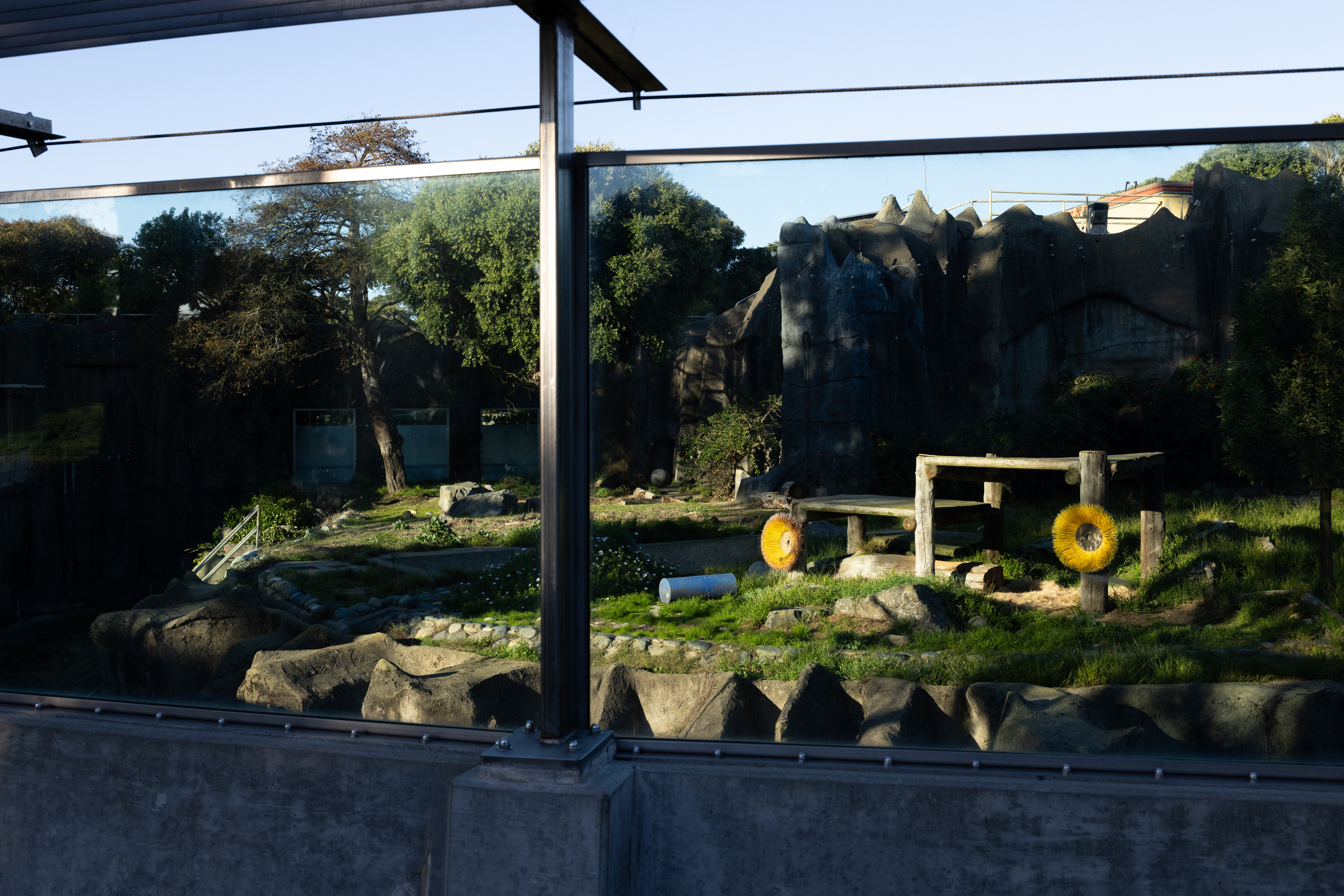 An outdoor enclosure with grass, rocks, wooden structures, and yellow brush wheels. Trees and a rocky backdrop are visible, with reflections on the glass.