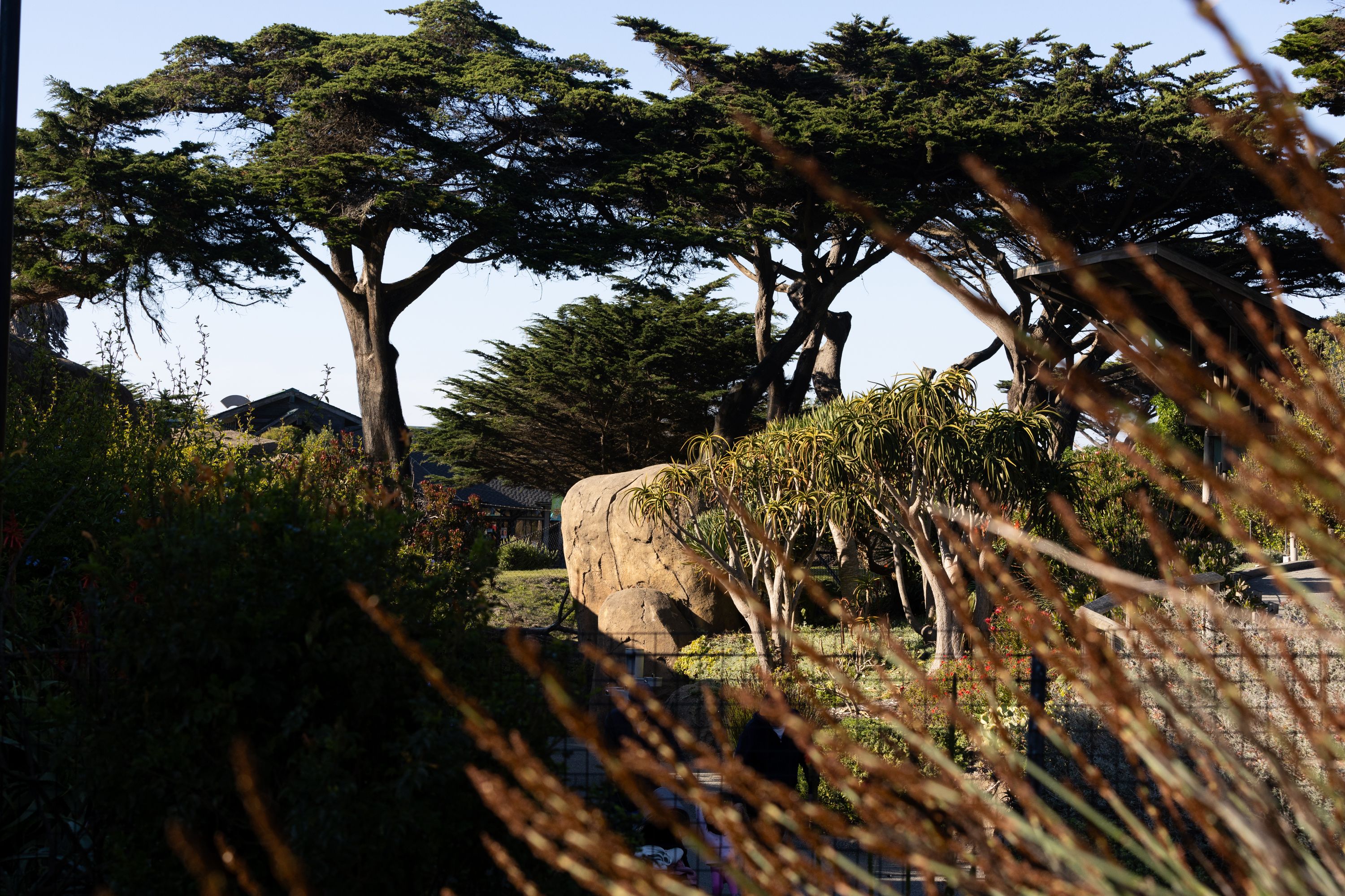 The image shows a sunny landscape with tall trees, a large rock, and dense foliage in the foreground. The sky is clear, and the scene feels tranquil.