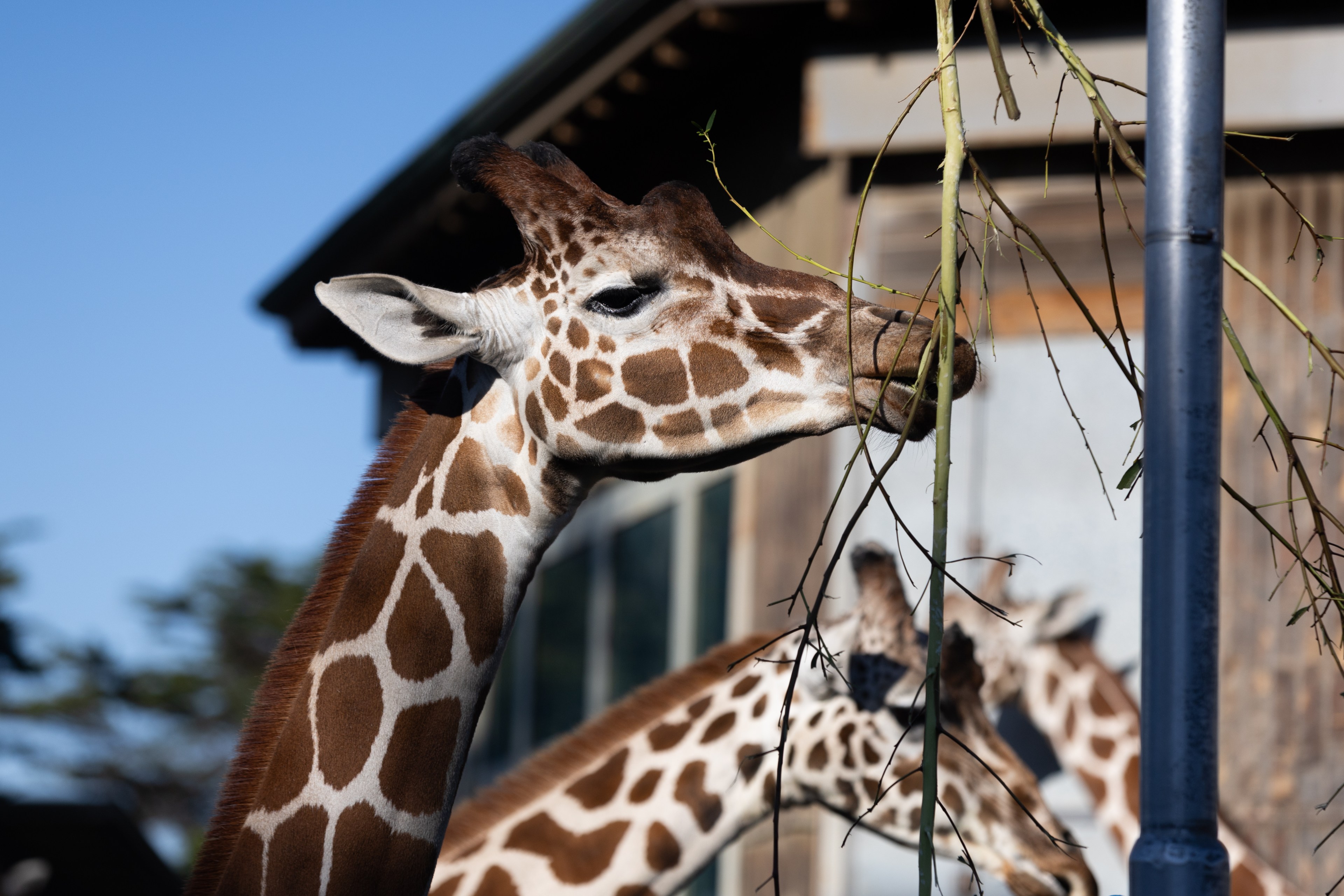 Two giraffes stand near a building, one reaching out with its neck to eat leaves from a thin branch. The other giraffe is in the background.