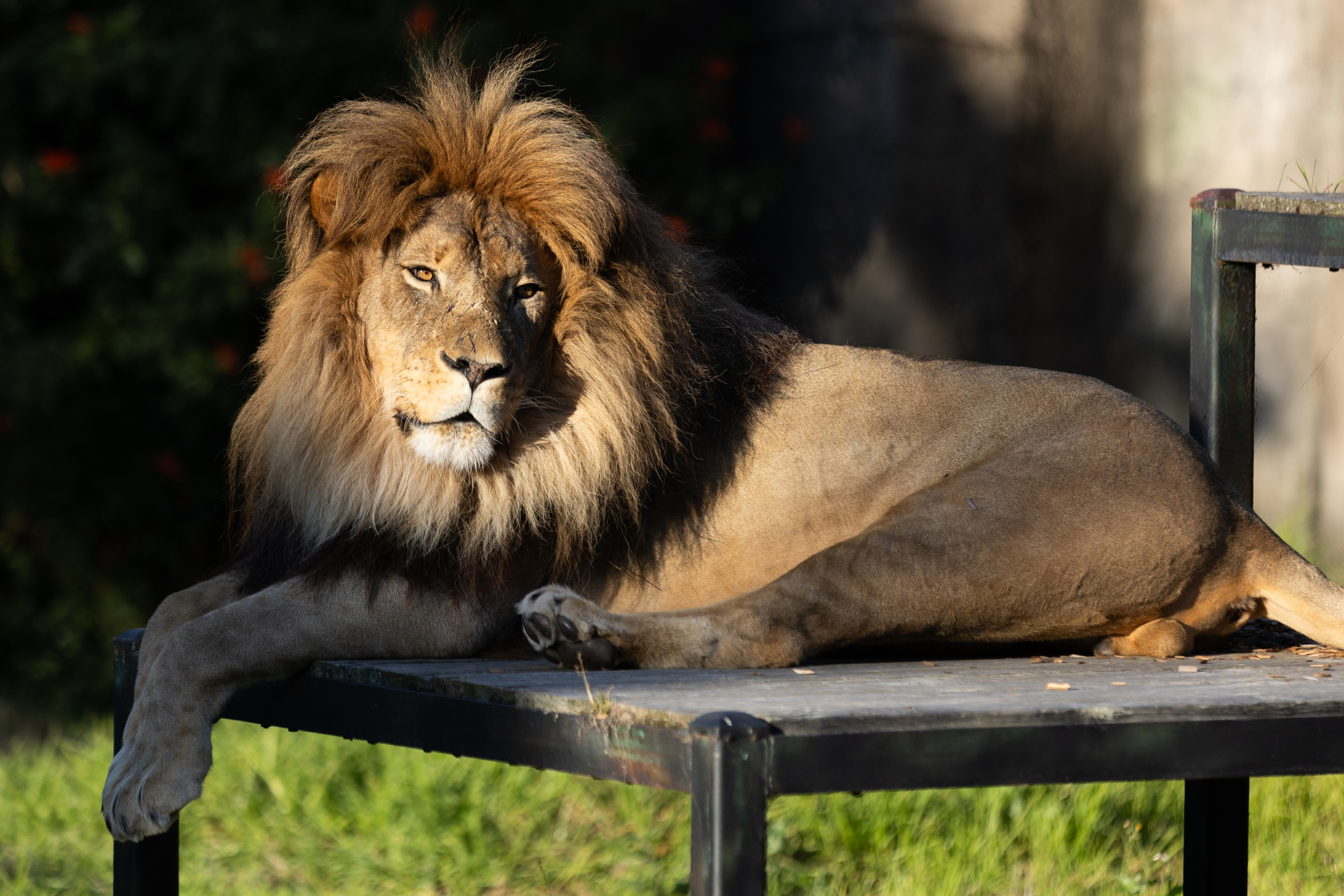 A majestic lion with a thick mane lounges on a metal platform, bathed in sunlight, with a dark green leafy background.