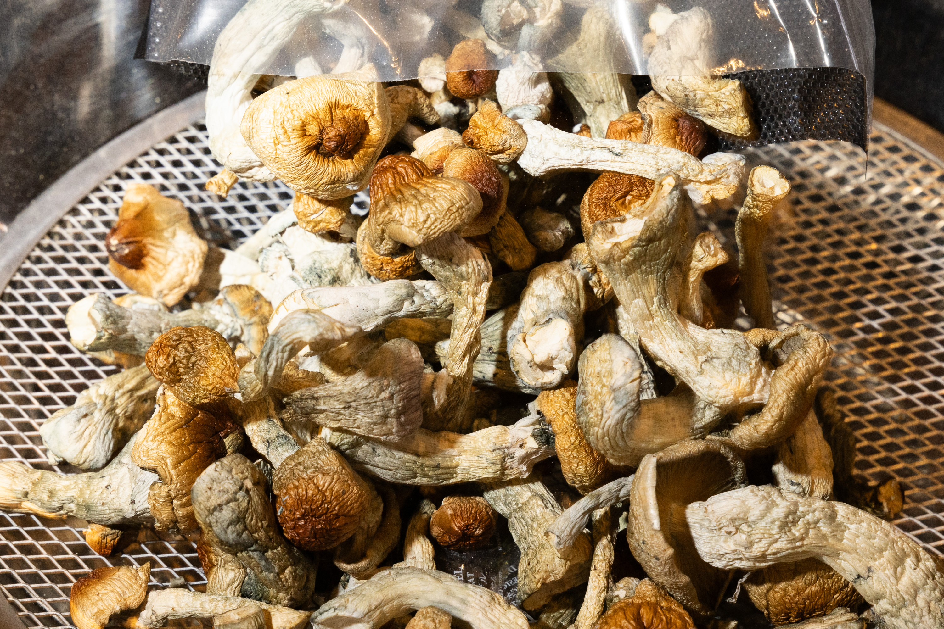 A pile of dried mushrooms with wrinkled, brownish caps and pale stems is spread out on a mesh surface, partially covered by a clear plastic bag.