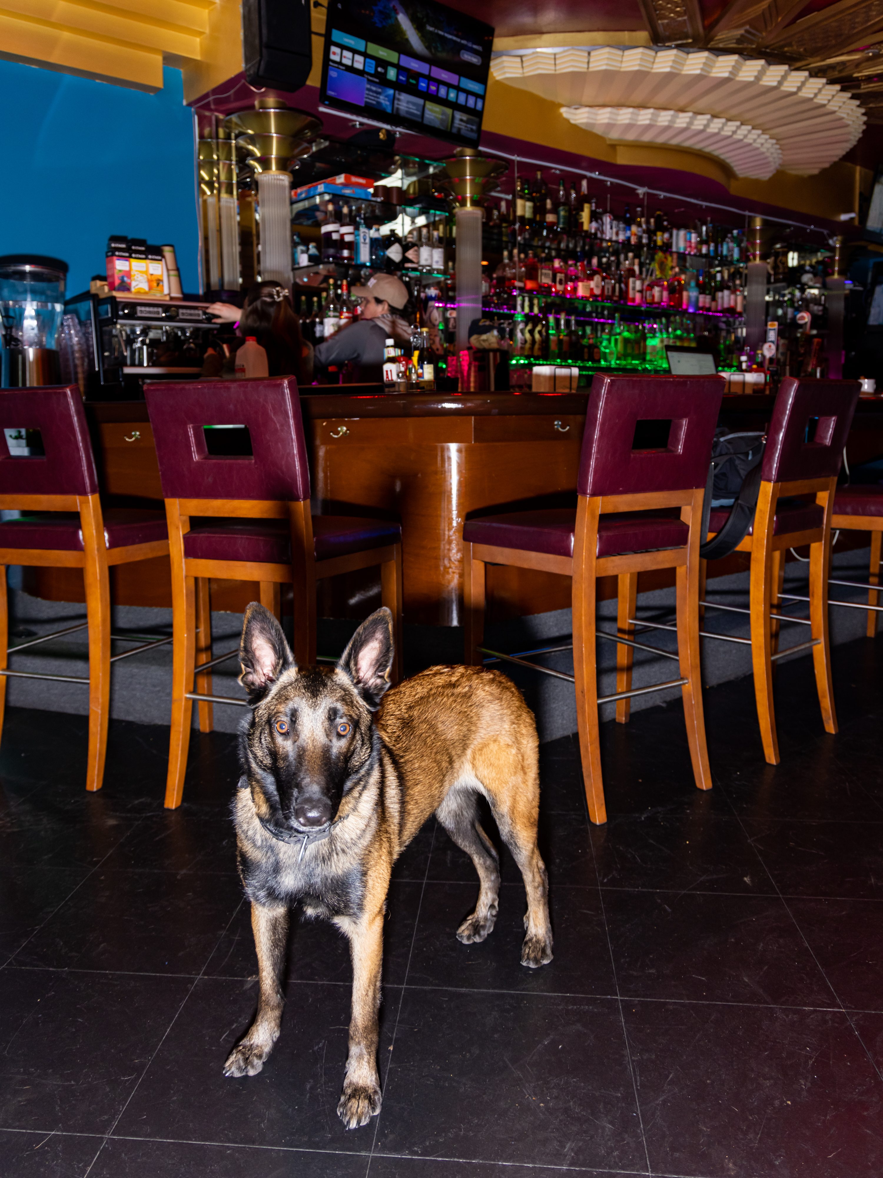 A brown and black dog stands on a dark floor in front of a bar. The bar has wooden chairs and shelves filled with bottles, and a TV is mounted above.