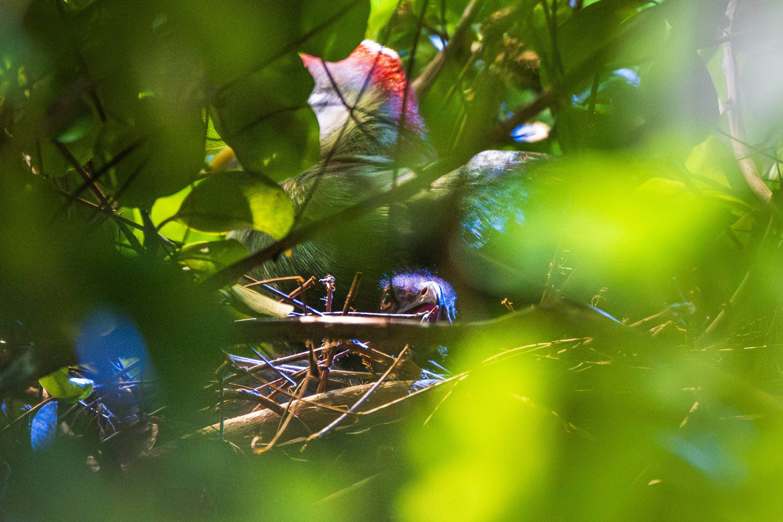 A bird is nestled in a leafy environment, partially hidden by green foliage. It seems to be sitting on a nest made of twigs, with its head peeking out.