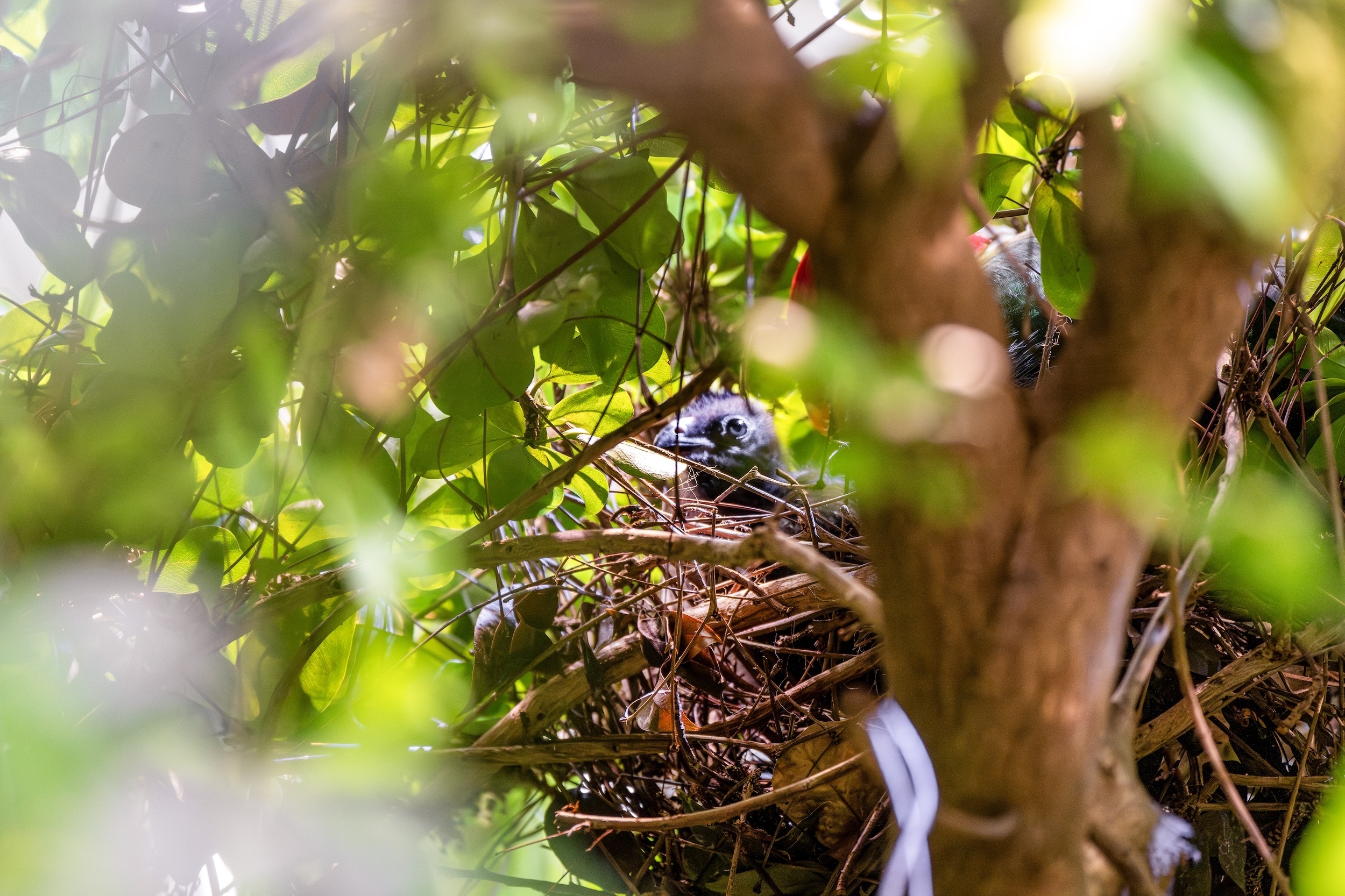 A bird nest is nestled among lush green leaves and branches, with a small bird peeking out, its eye visible through the foliage.