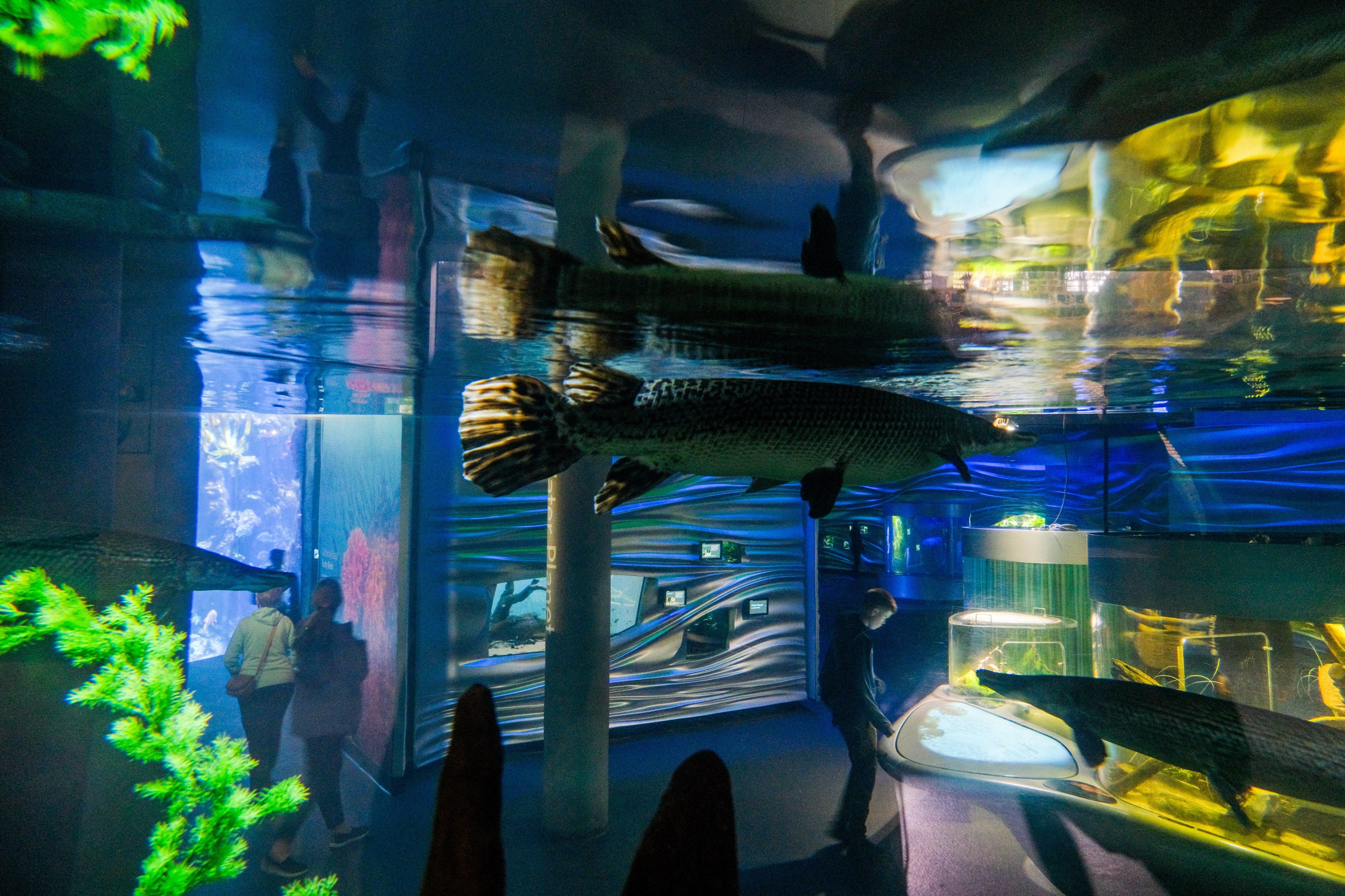 A large aquarium exhibits fish swimming near the surface, with people viewing them from below. The room is dimly lit, featuring aquatic-themed decor and displays.