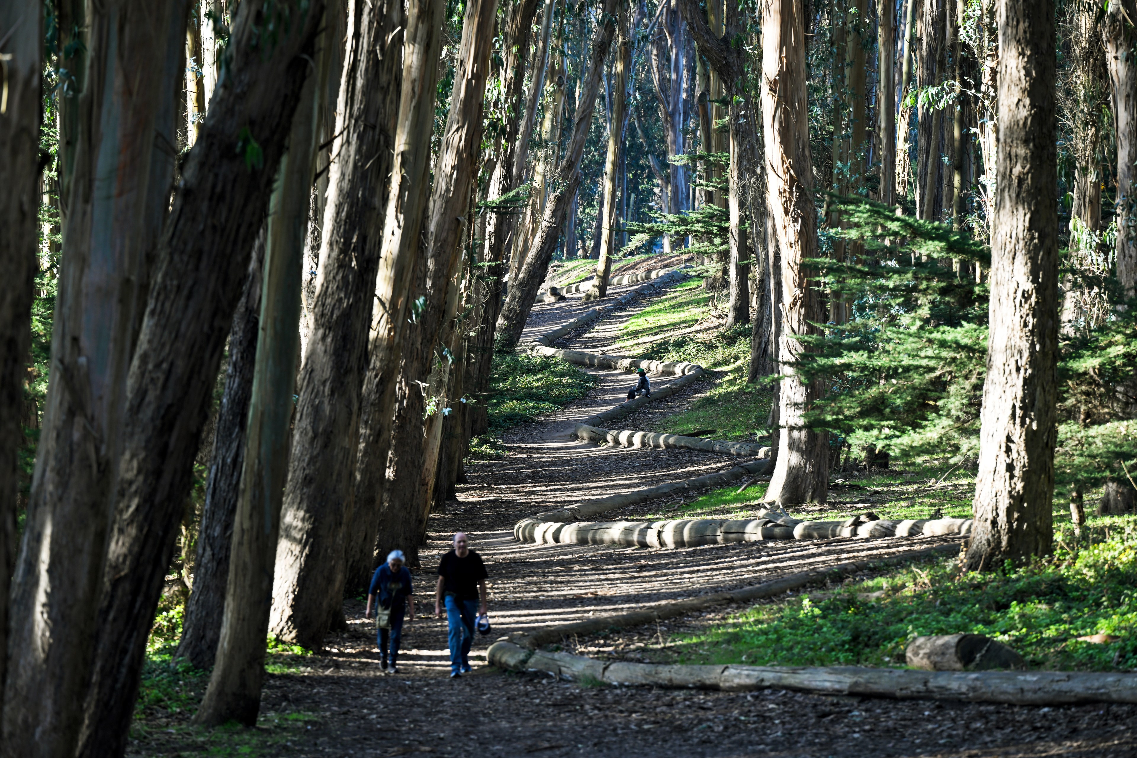 A winding dirt path lined with tall, straight trees leads uphill. Two people walk and one sits further up. Sunlight filters through the dense forest canopy.