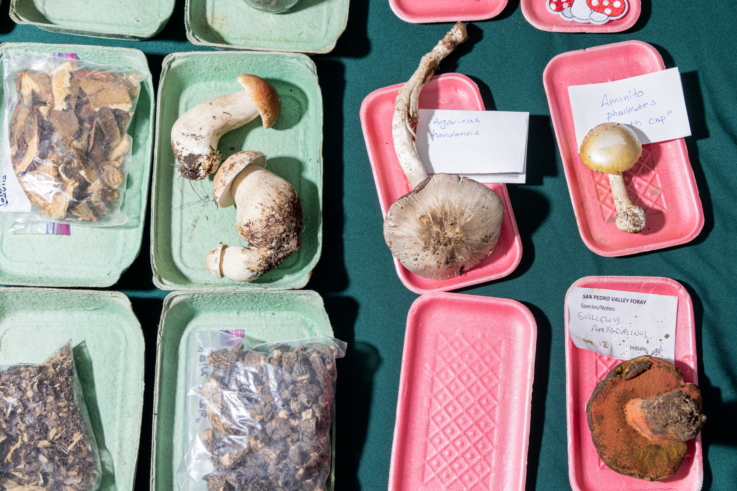 The image shows various mushrooms displayed on colored trays with labels. Some bags contain dried mushroom pieces on the left.