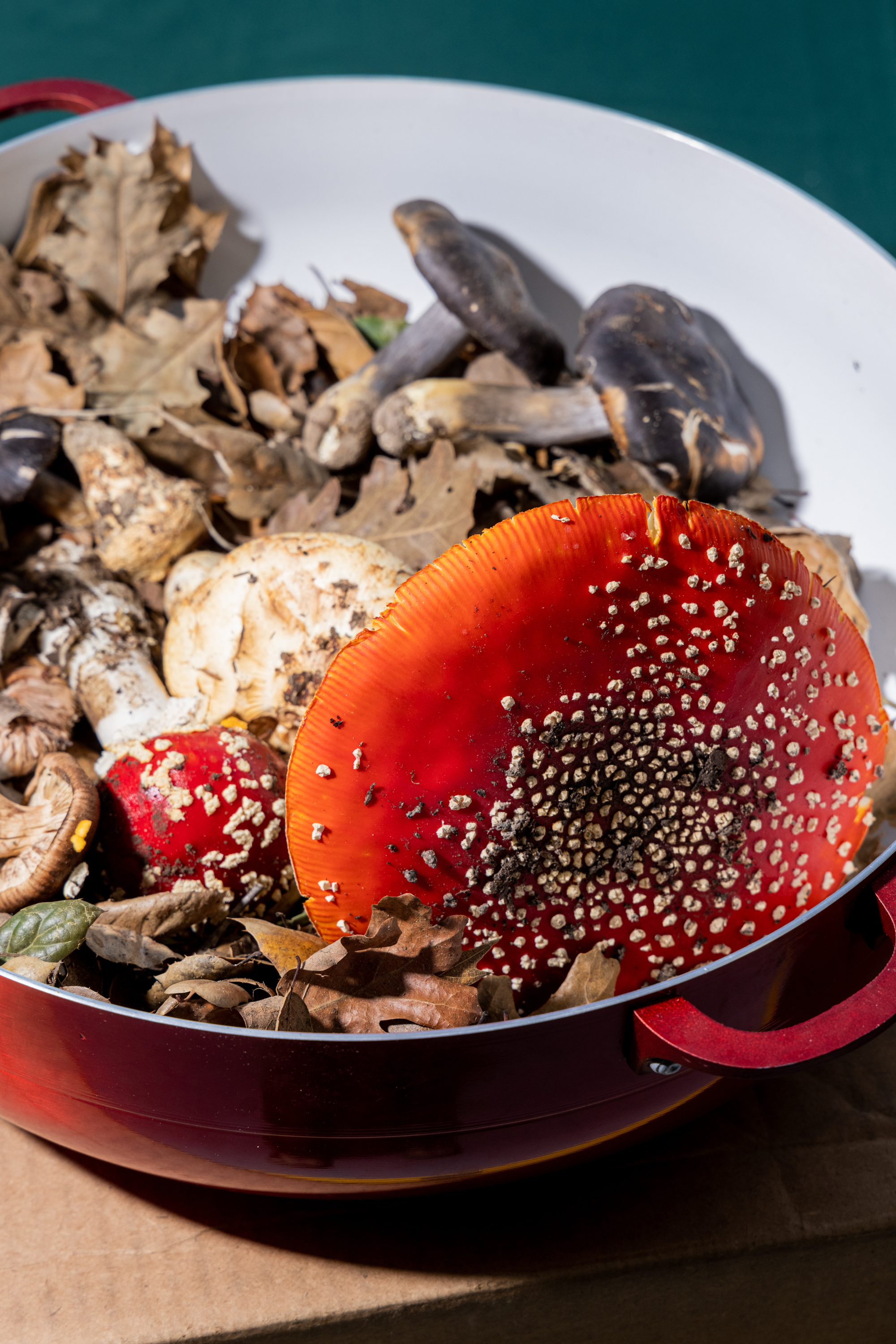 The image shows a red bowl filled with various mushrooms and dry leaves. The prominent mushroom is red with white spots.