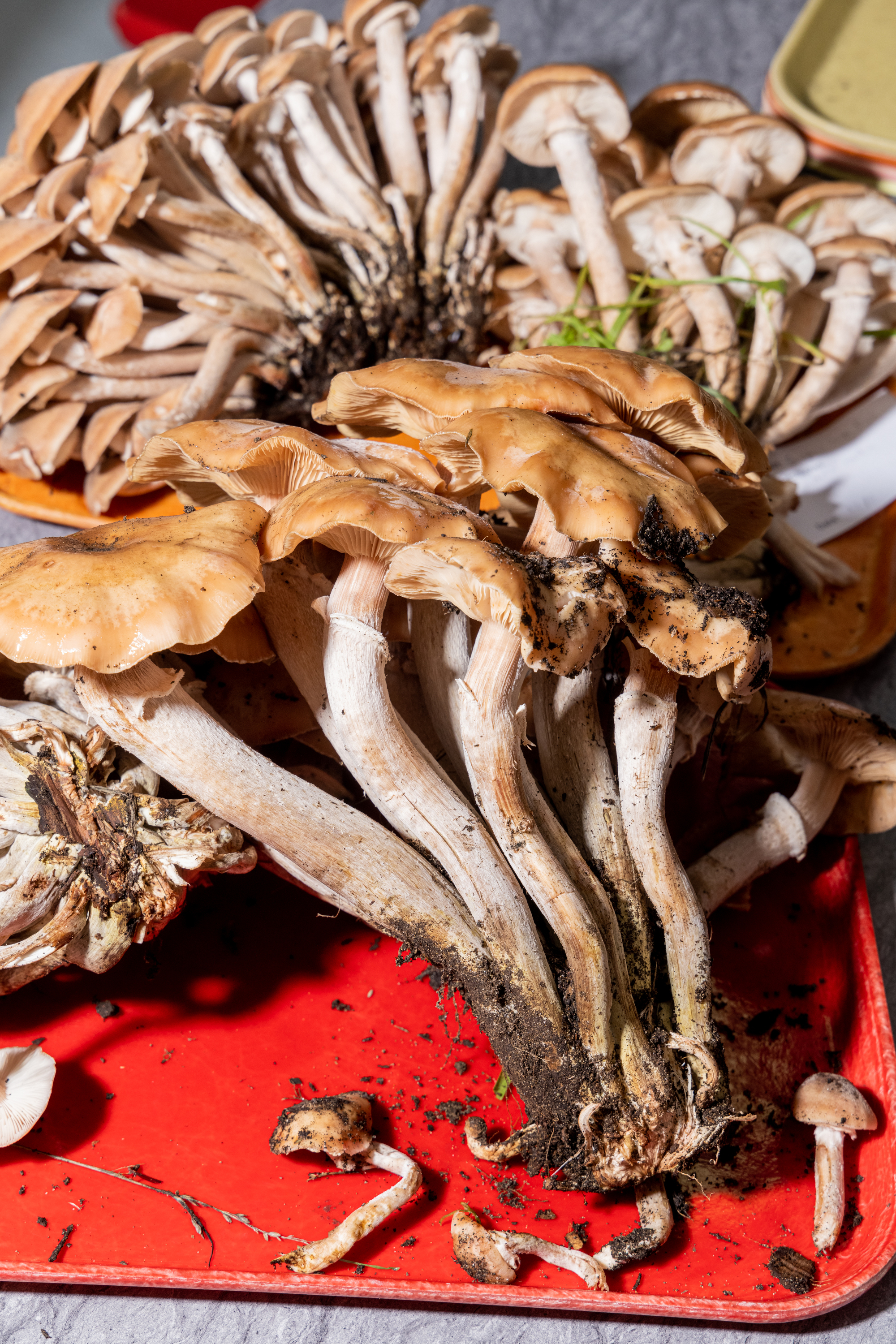 A cluster of light brown mushrooms with long stems and earthy roots rests on a red tray, some soil visible.