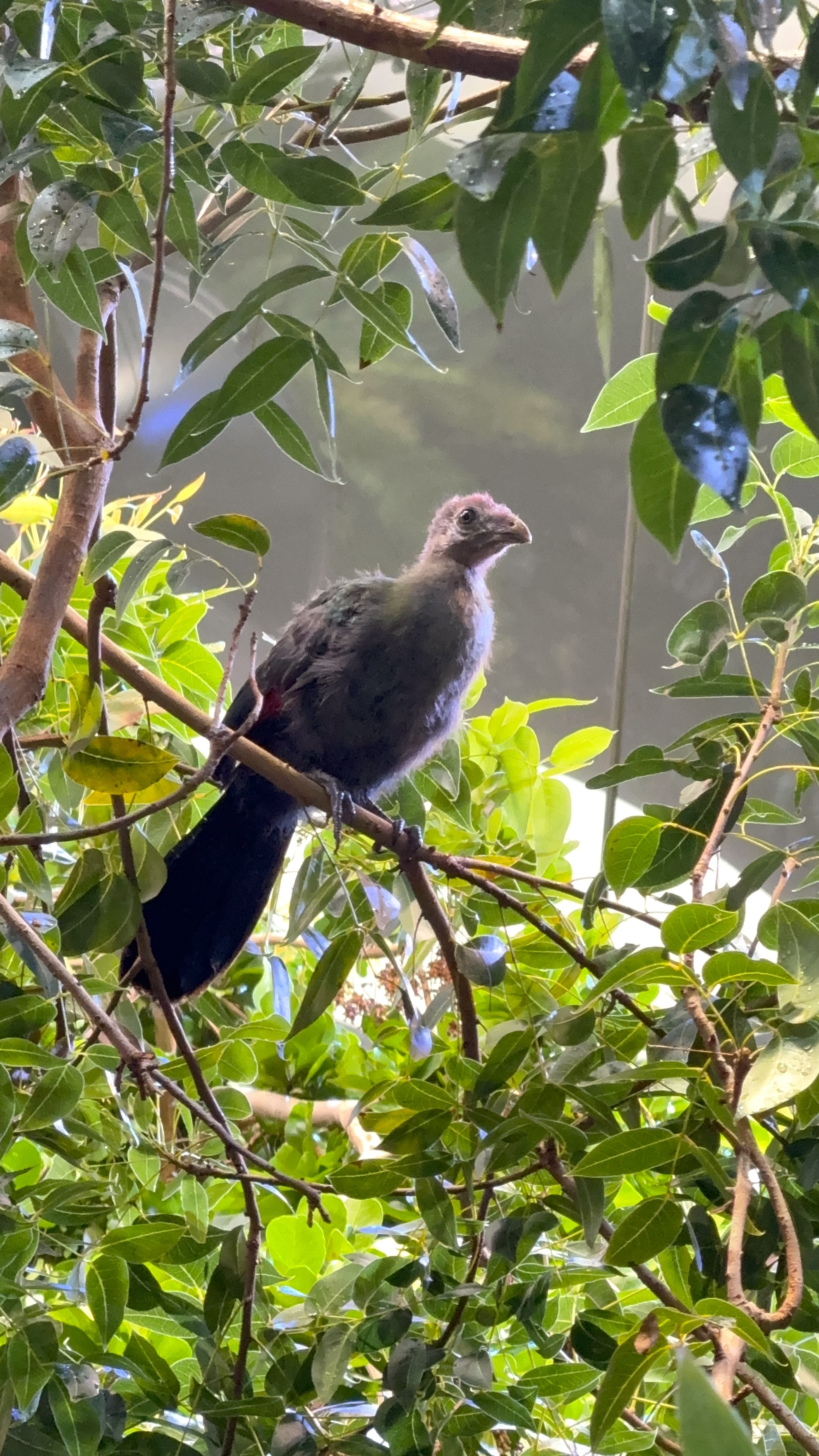 A bird with a long tail sits on a branch amidst lush, green leaves. Its feathers have a subtle sheen, and sunlight filters through the foliage.