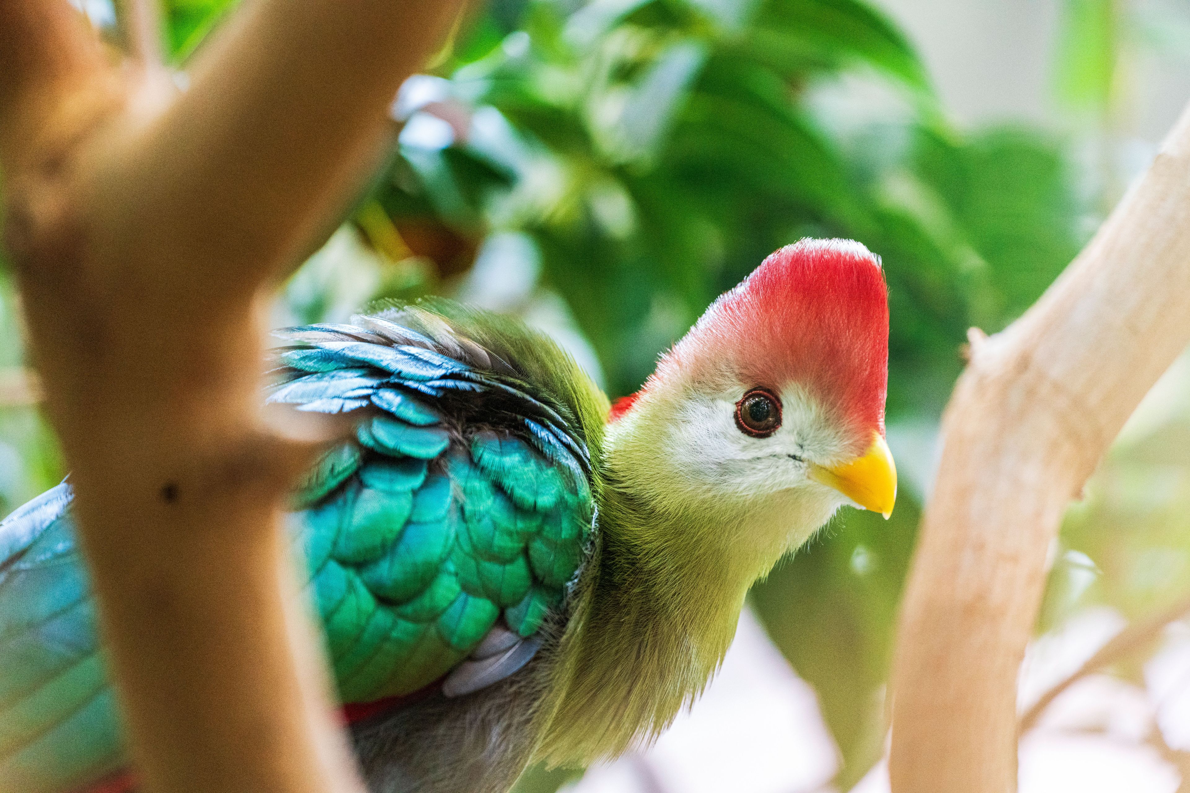 A brightly colored bird with a red crest, green and blue feathers, and a yellow beak is perched in a tree, surrounded by lush green leaves.