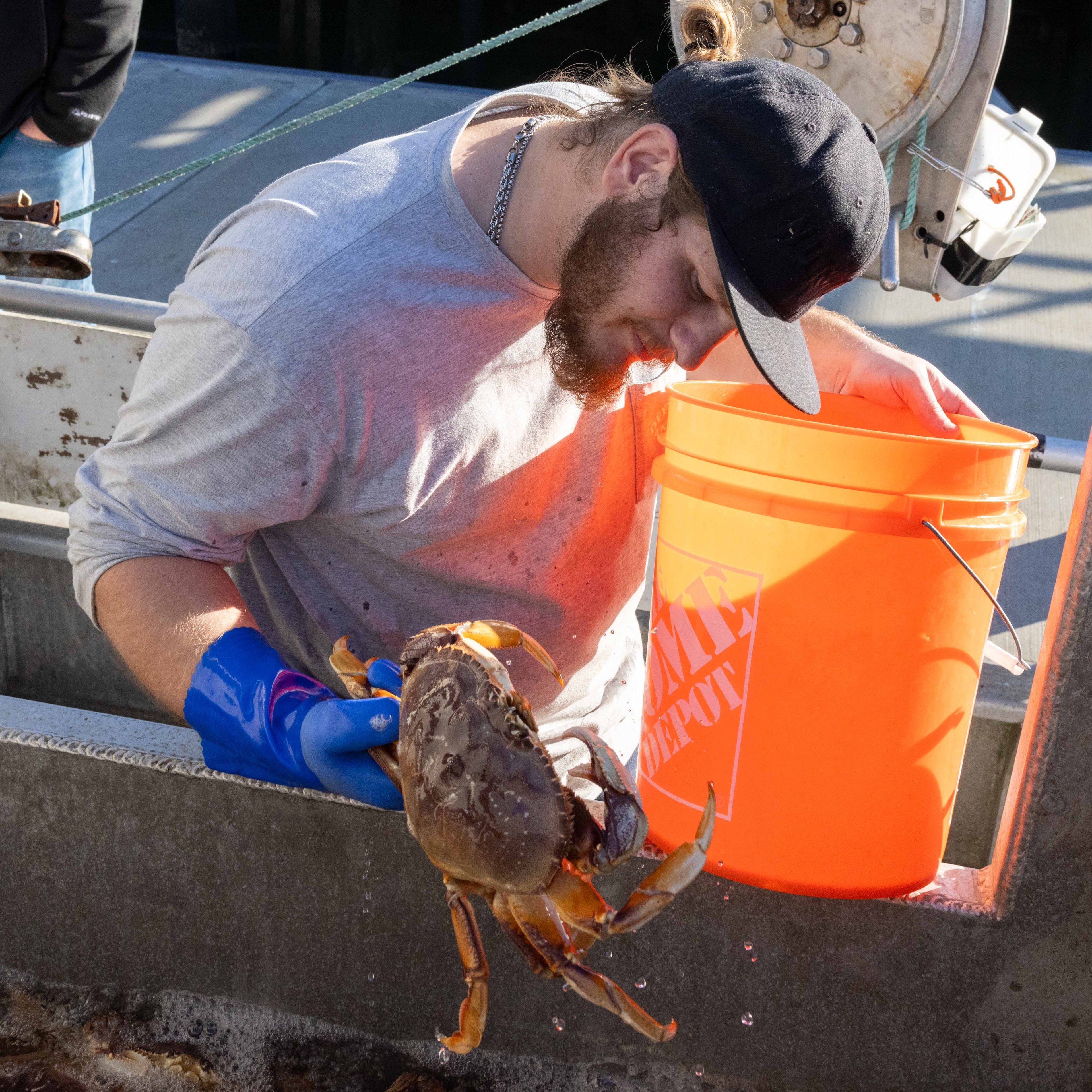 A man wearing a black cap and blue gloves holds a crab over an orange bucket on a boat, inspecting it carefully.