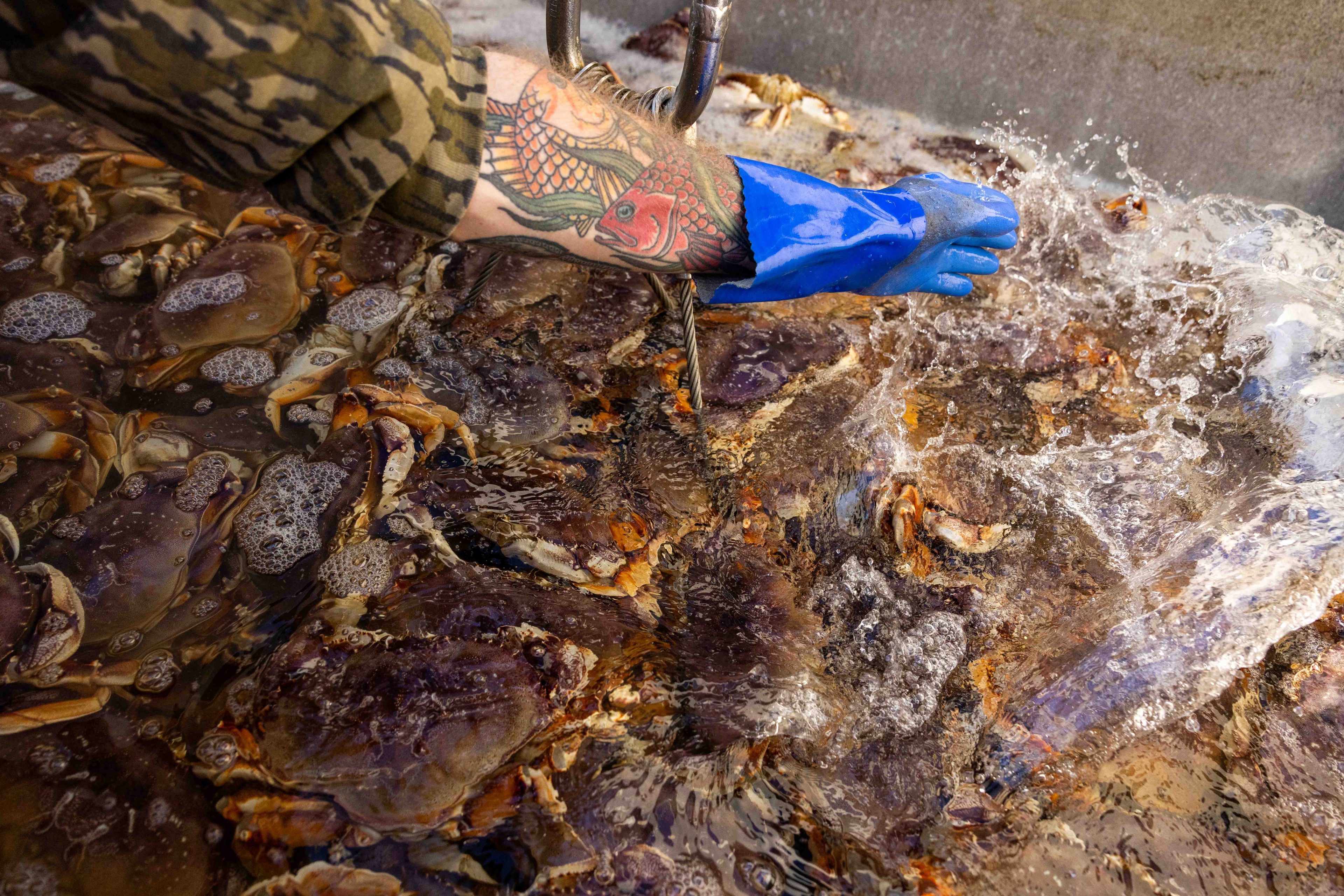 A tattooed arm wearing a camo sleeve and blue glove stirs a tank full of crabs in bubbly water, causing splashes.