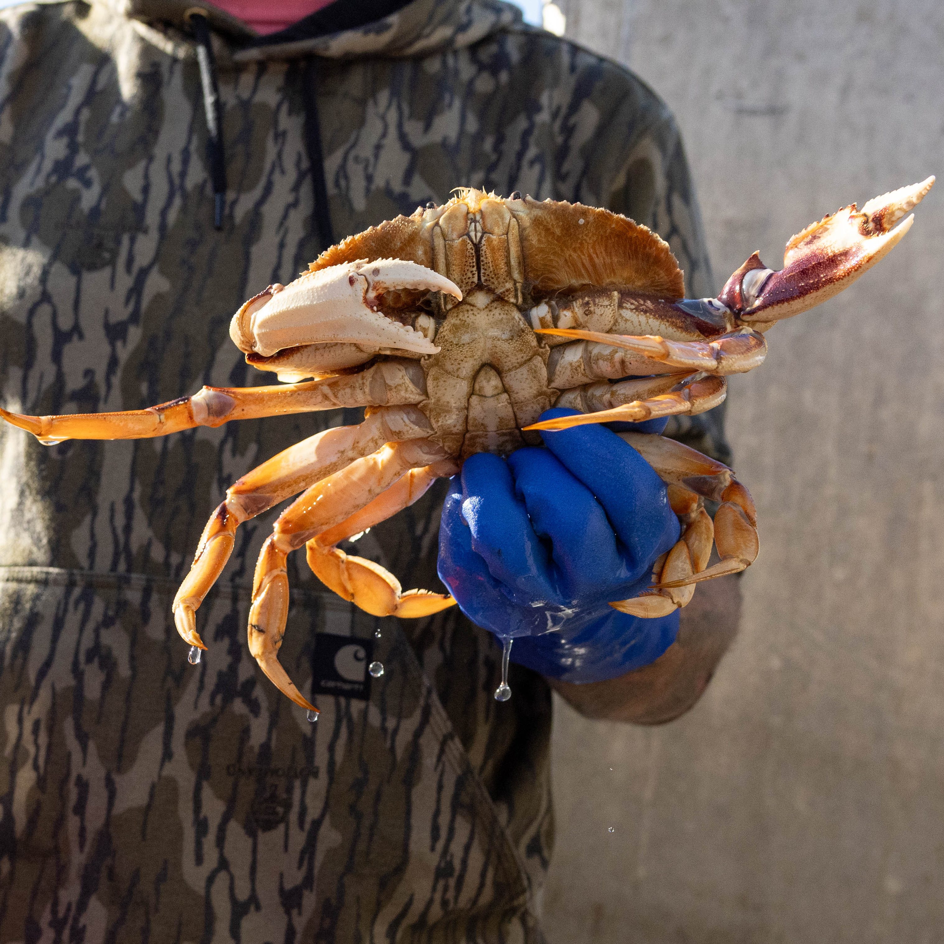 A person in a camouflage hoodie holds a large, wet crab in their blue-gloved hand. Droplets of water hang from the crab's legs.