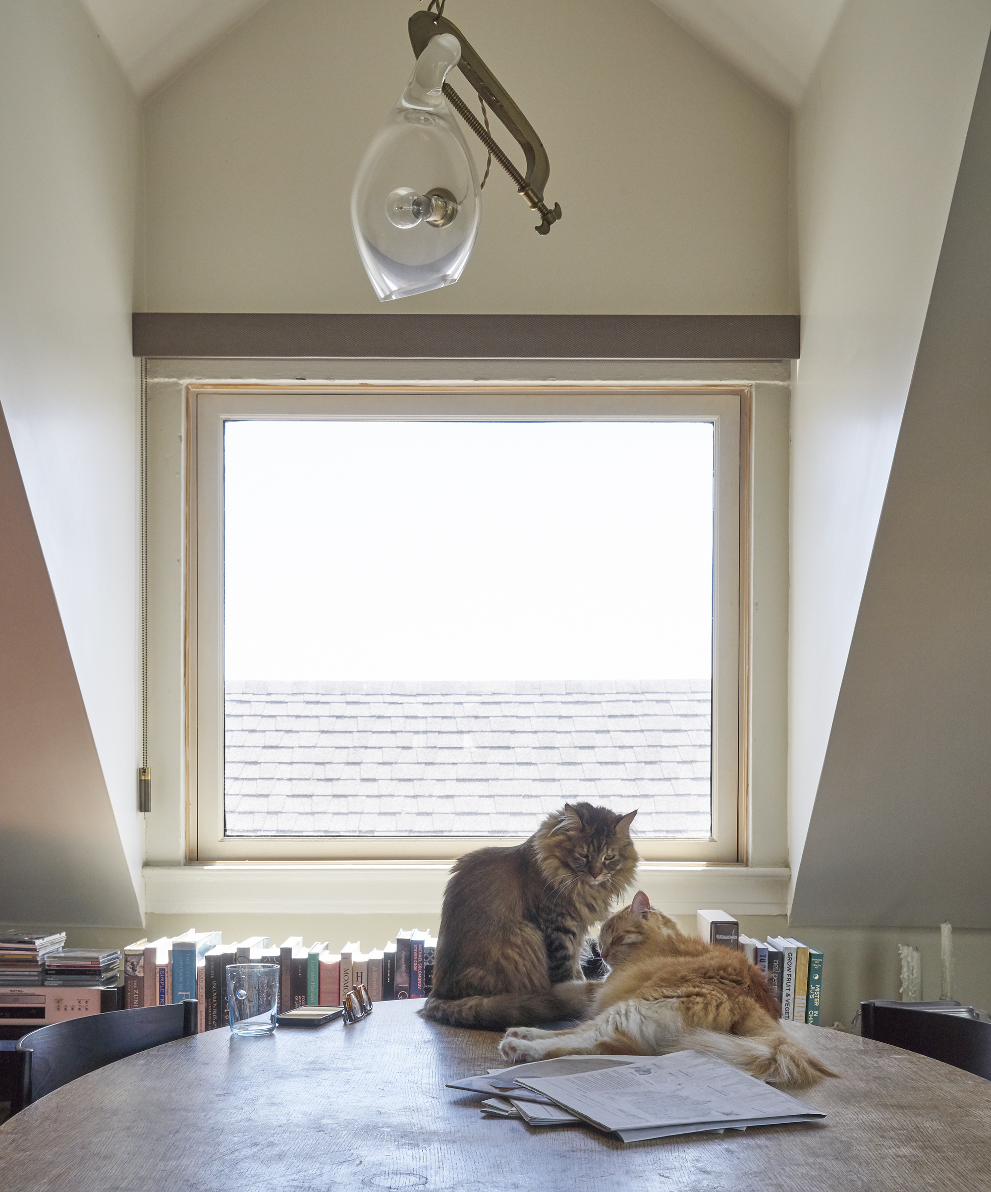 Two cats sit on a wooden table with papers and a glass, surrounded by books. A large window behind them fills the room with light.